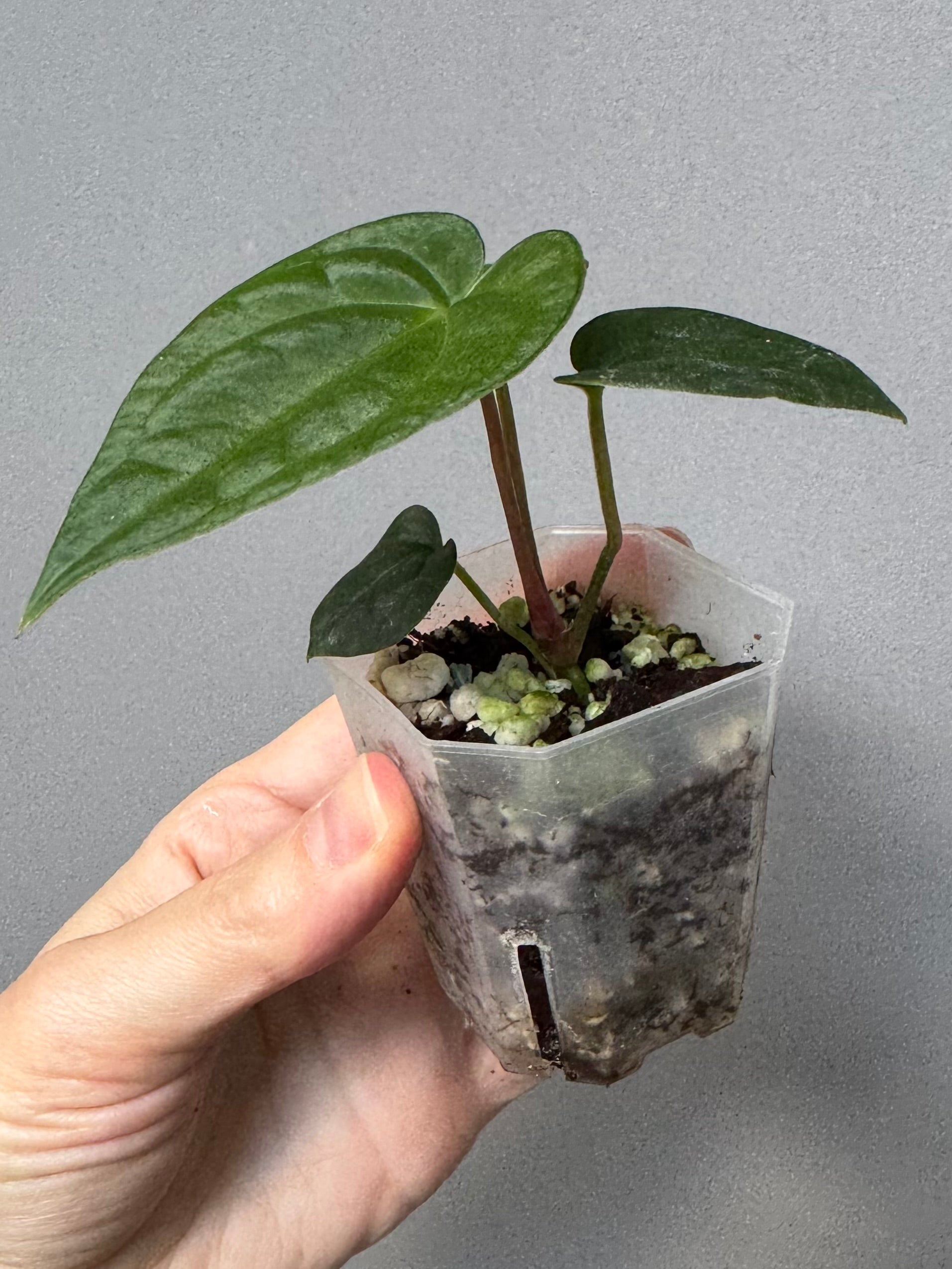 Anthurium (AOS x Carla) x RVDP