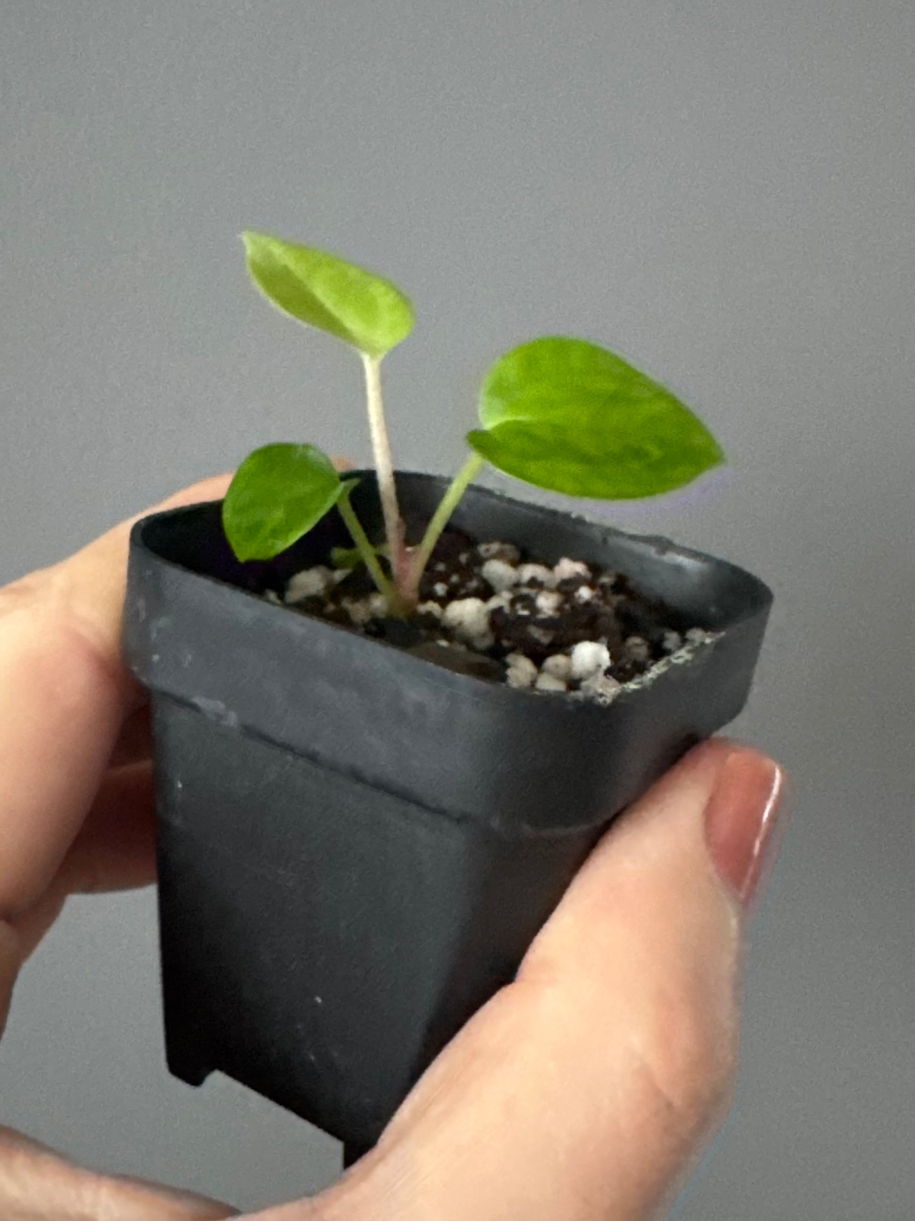 Anthurium Besseae aff. x warocqueanum