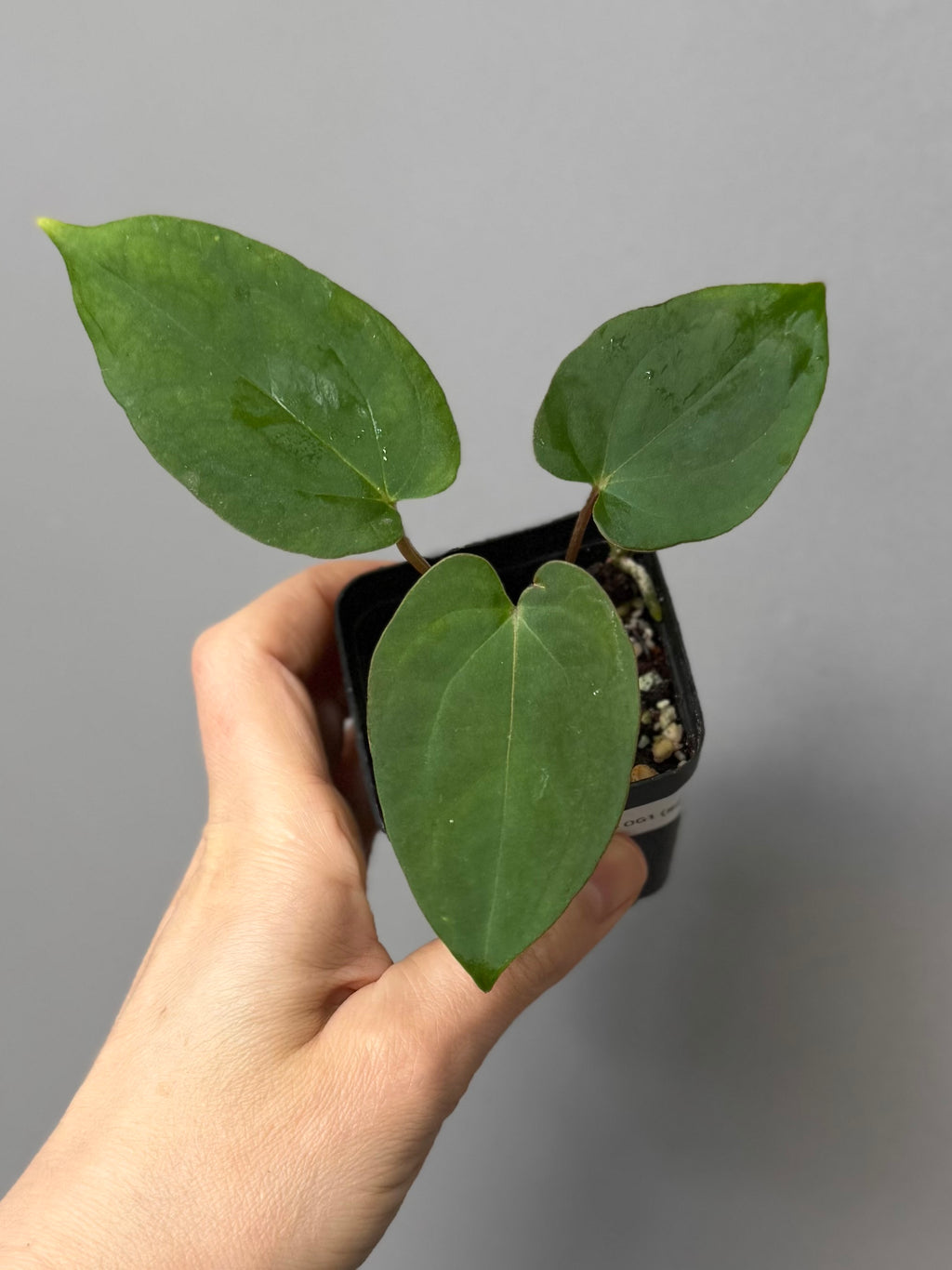 Anthurium magnificum x BVEP OG1 (#4)