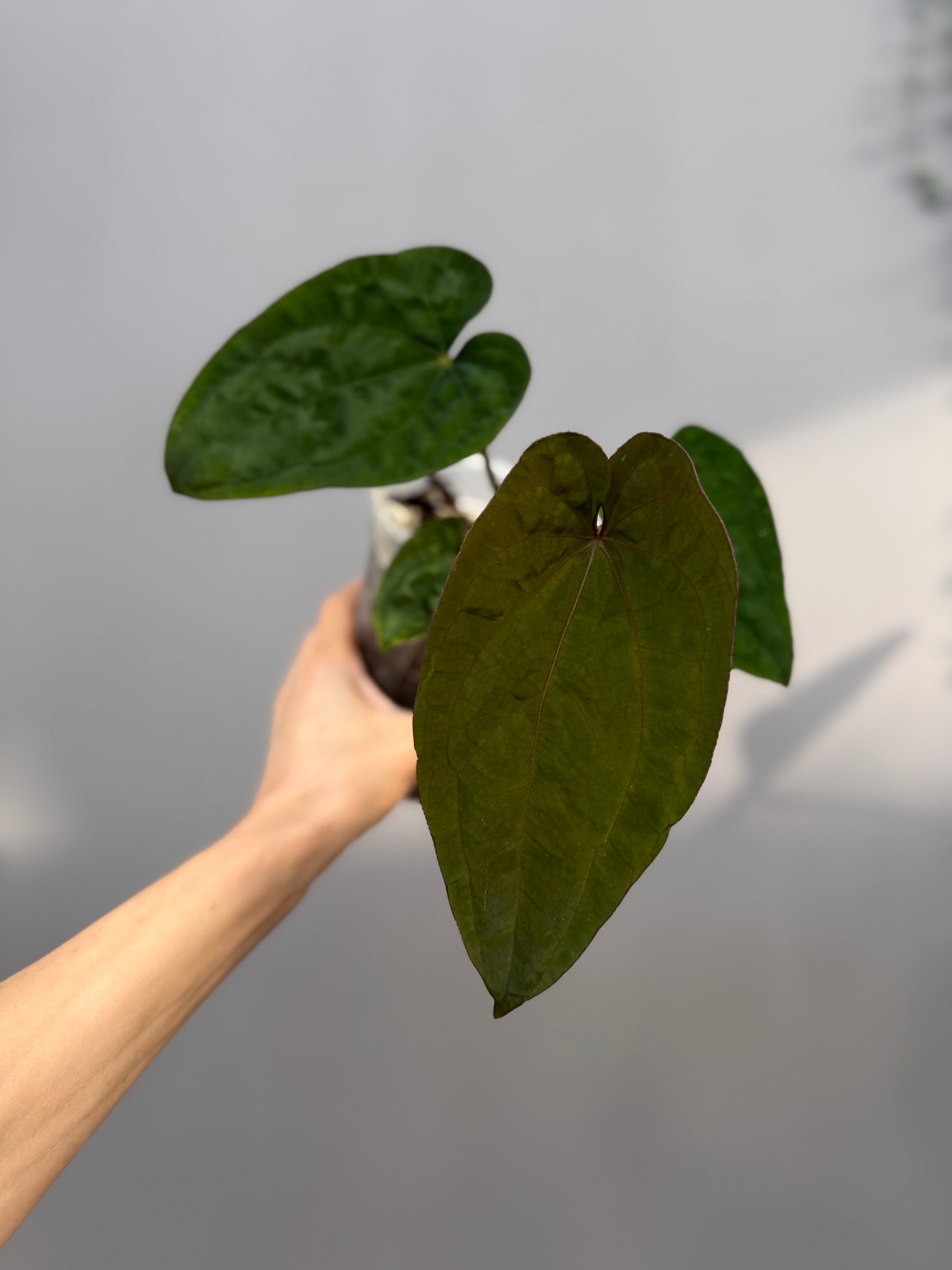 Anthurium Dressleri RG F2 x black (Grant)