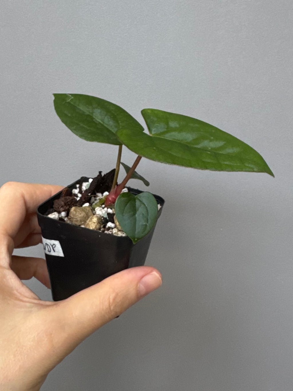 Anthurium (AOS x Carla) x RVDP
