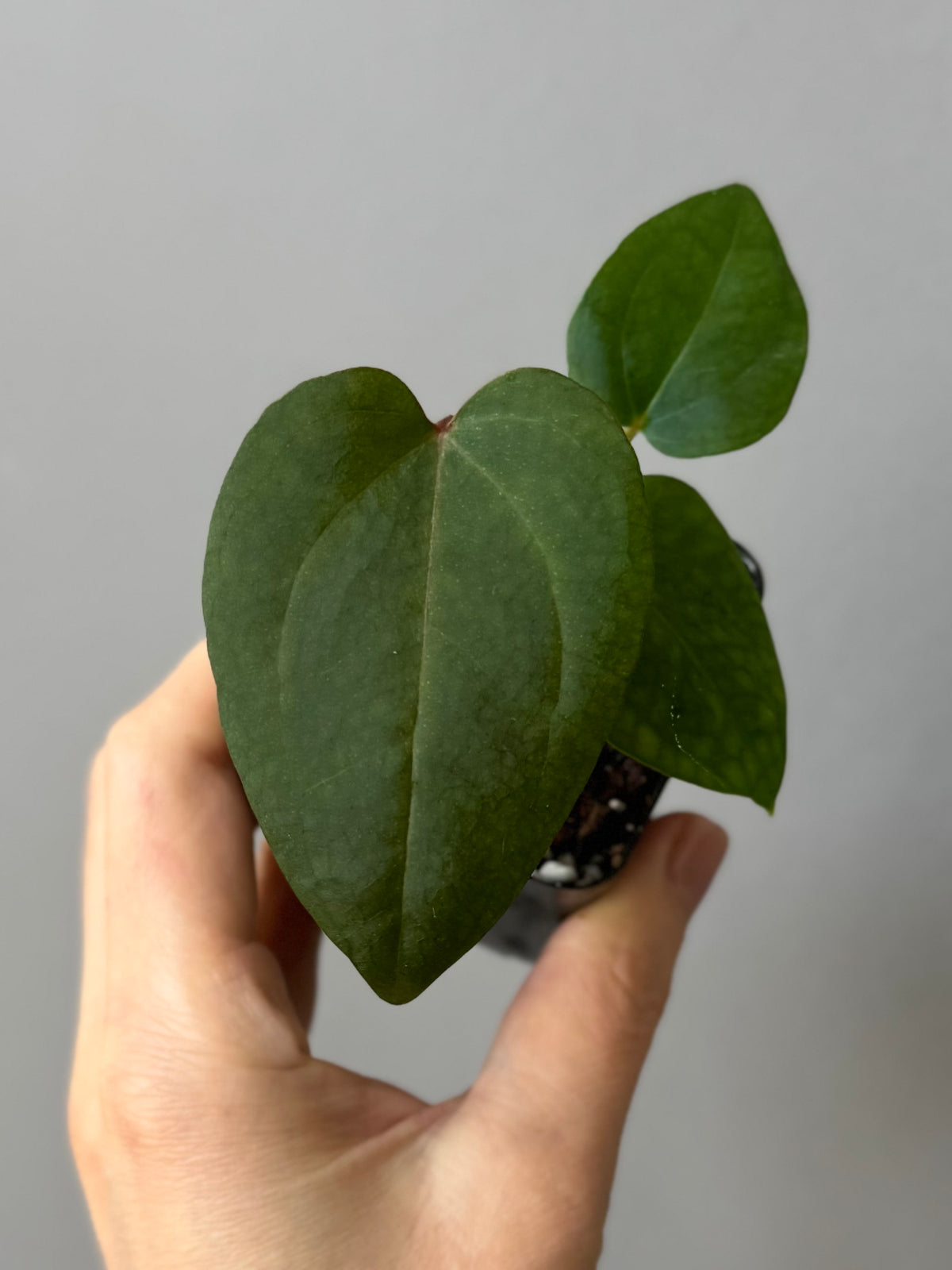 Anthurium (Zara x (MxZ)) x  RVDP