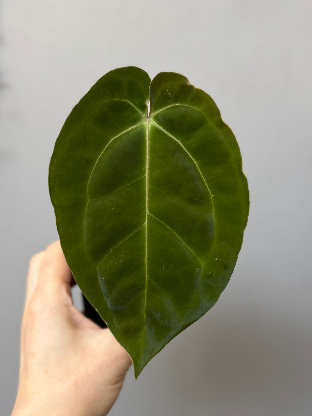 Anthurium papillilaminum x besseae aff.