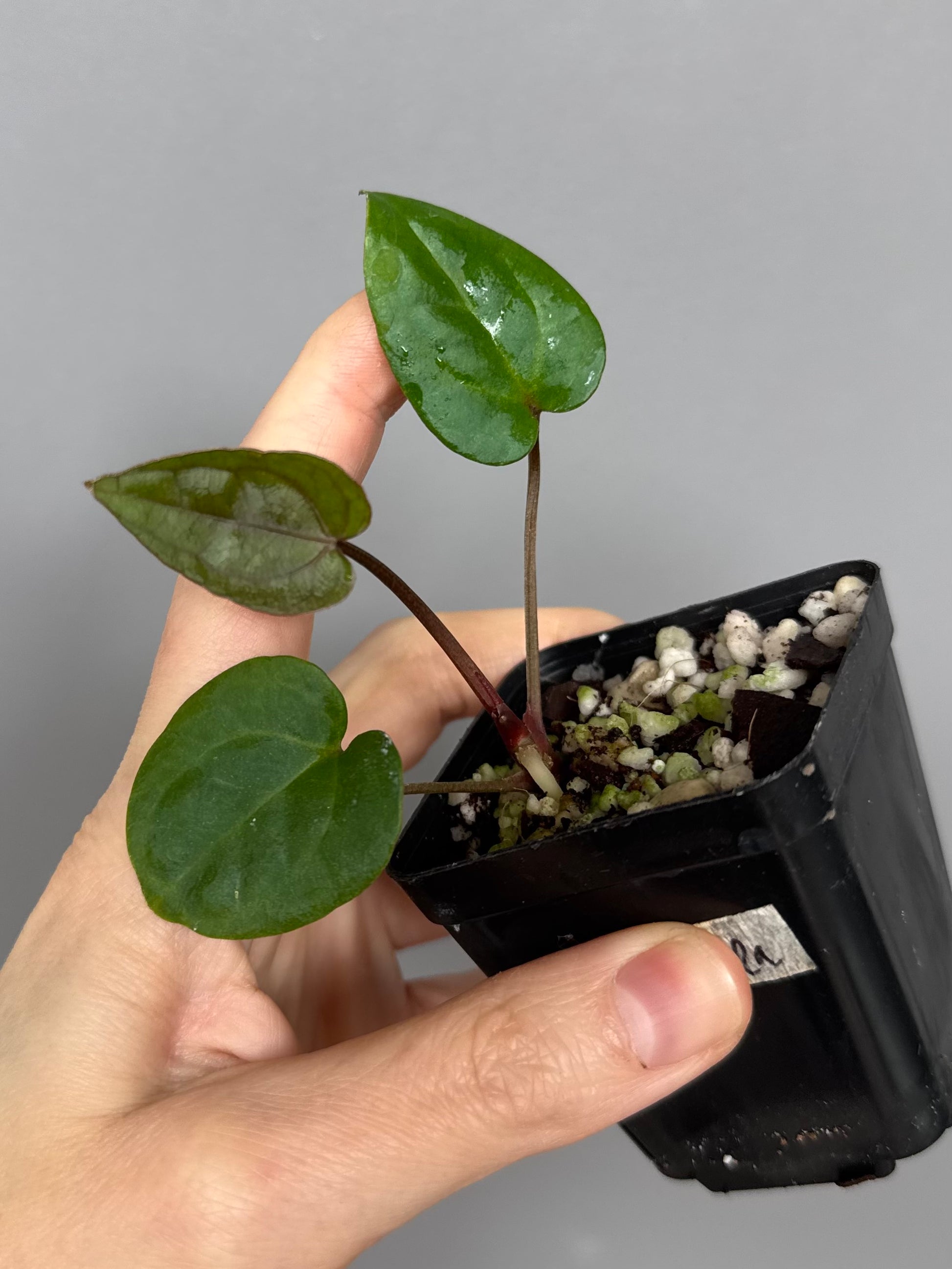 Anthurium RVDP x Carlablackiae