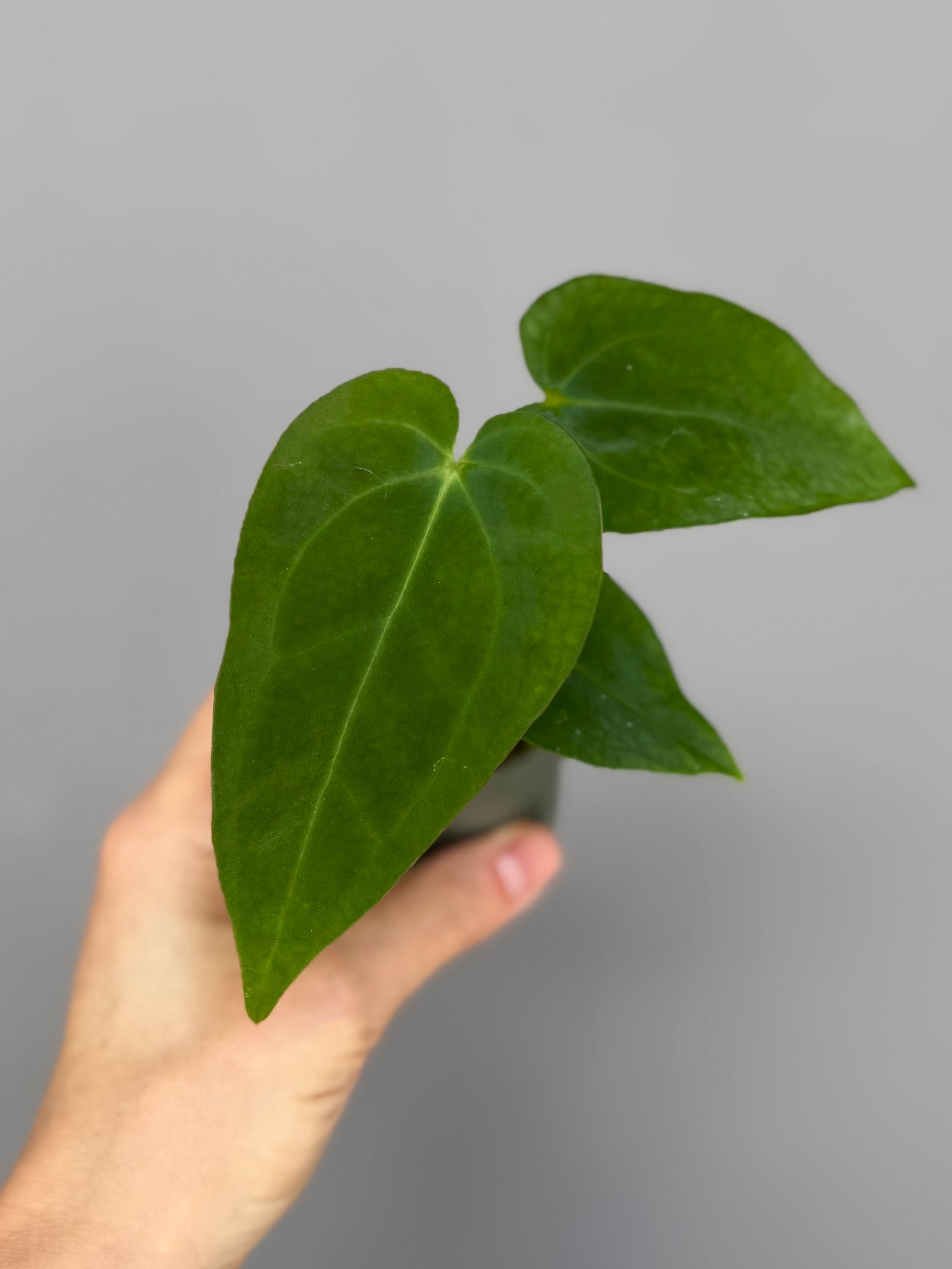 Anthurium magnificum x papillilaminum