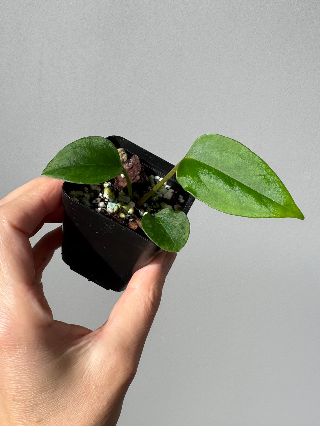 Anthurium ((Carla x RG dressleri) x Mr. Worldwide / or Papillilaminum Daniel) x nigrolaminum Gigi