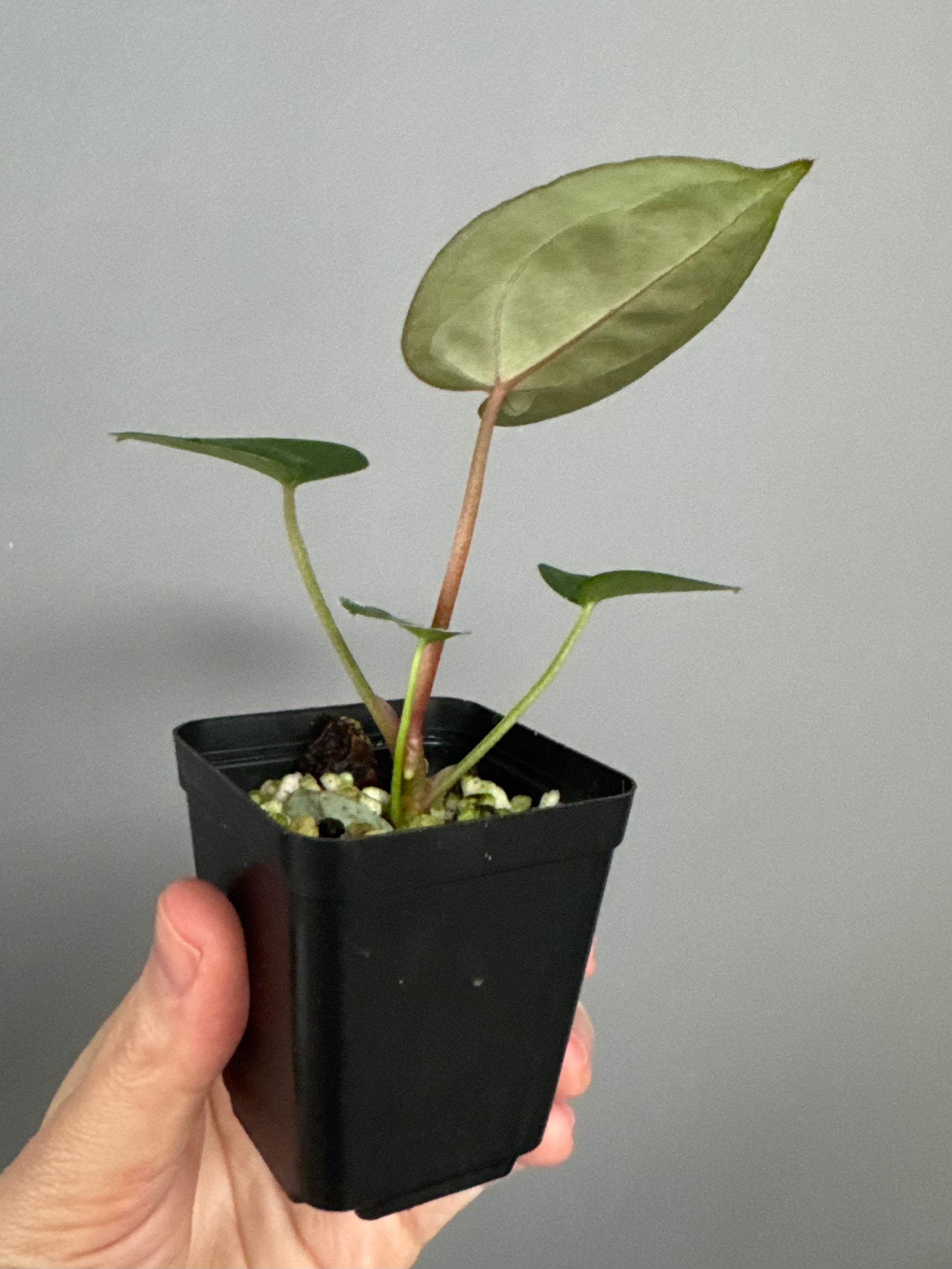 Anthurium (AOS x forgetii) x (NSE Red Crystallinum x Carlablackiae)