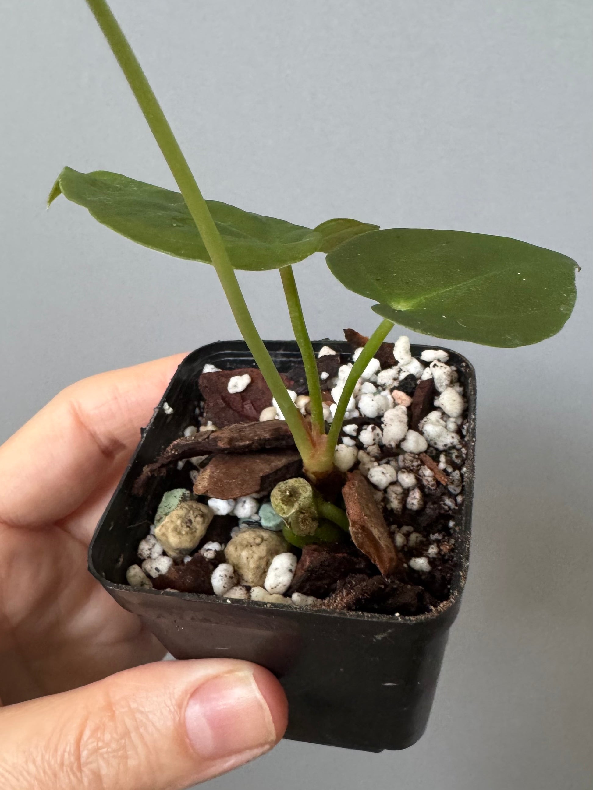 Anthurium forgetii df x papillilaminumX (by formundflora)