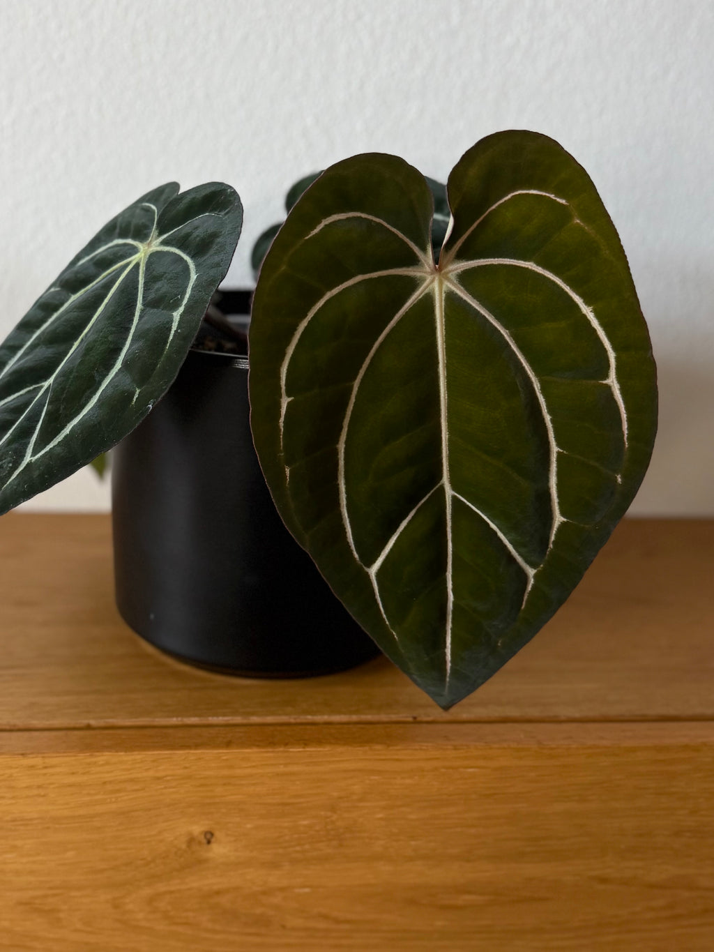 Anthurium carlablackiae RA10 x BUZ1