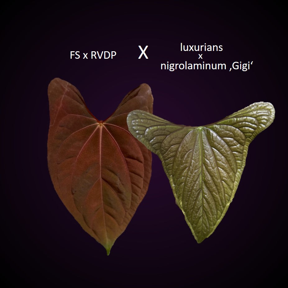 **NEW** Anthurium (FS x RVDP) x (luxurians x nigrolaminum ‚Gigi‘) - Gekeimte Samen