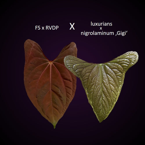 **NEW** Anthurium (FS x RVDP) x (luxurians x nigrolaminum ‚Gigi‘) - Gekeimte Samen
