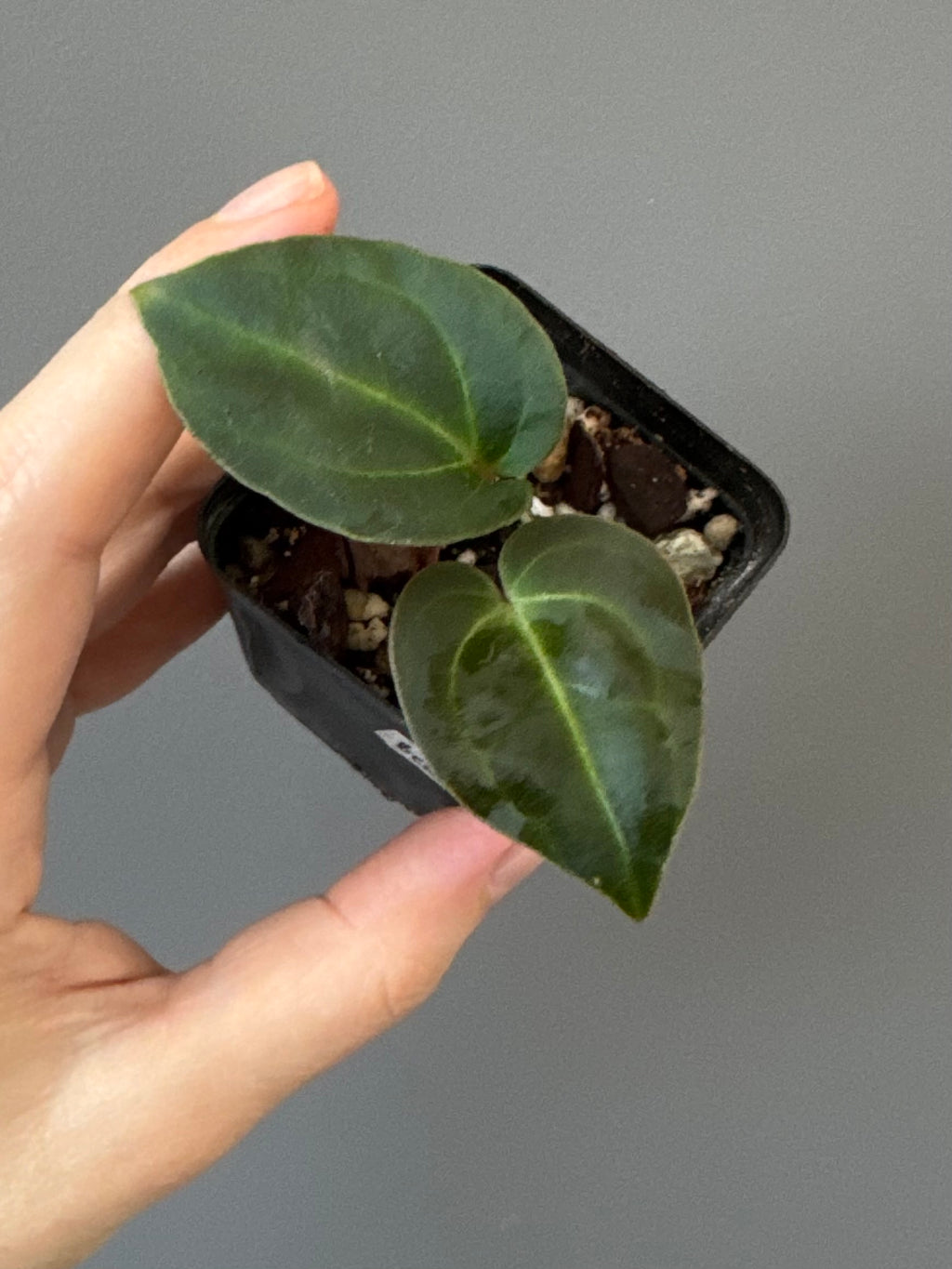 Anthurium Besseae aff. (#1)