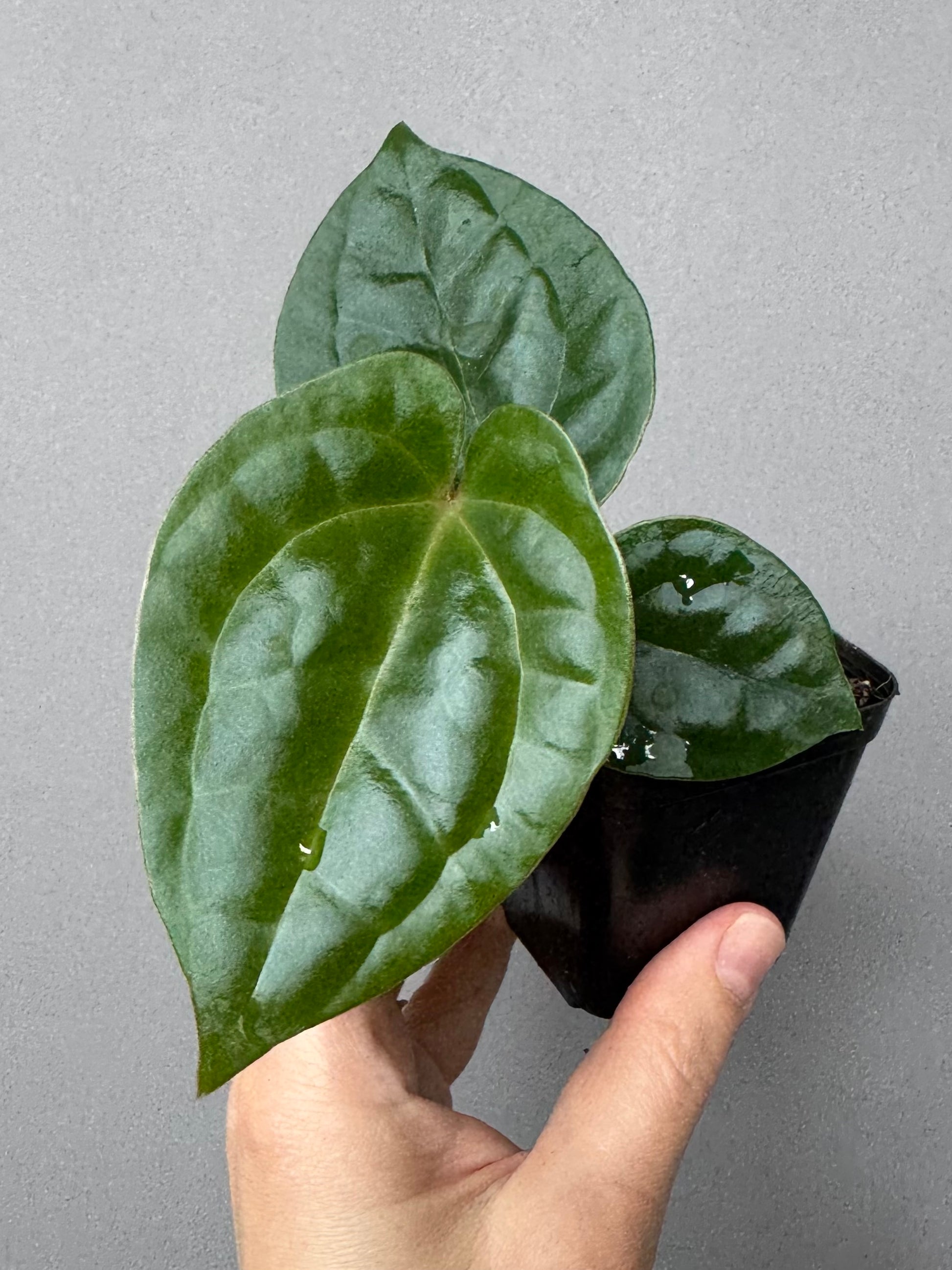 Anthurium ZxM x luxurians