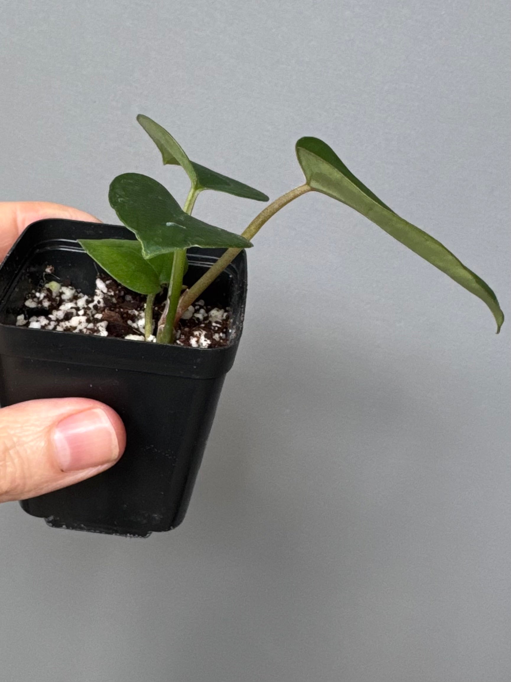 Anthurium (AOS x forgetii) x (NSE Red Crystallinum x Carlablackiae)