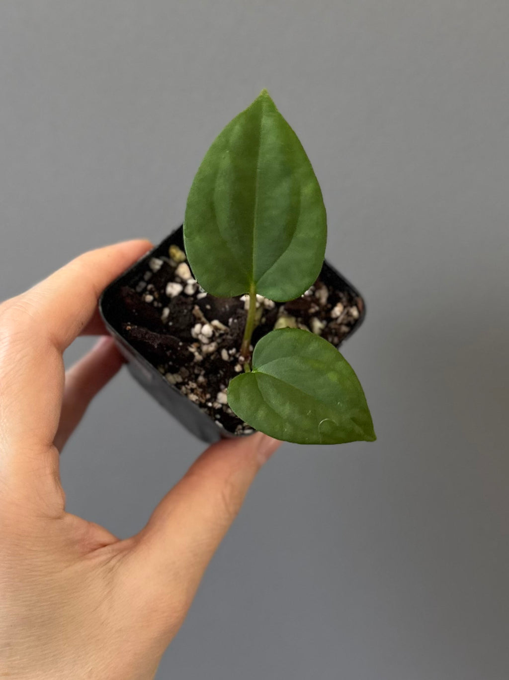 Anthurium (BVEP x port Dorito) x (Dark Phoenix x Goliath)