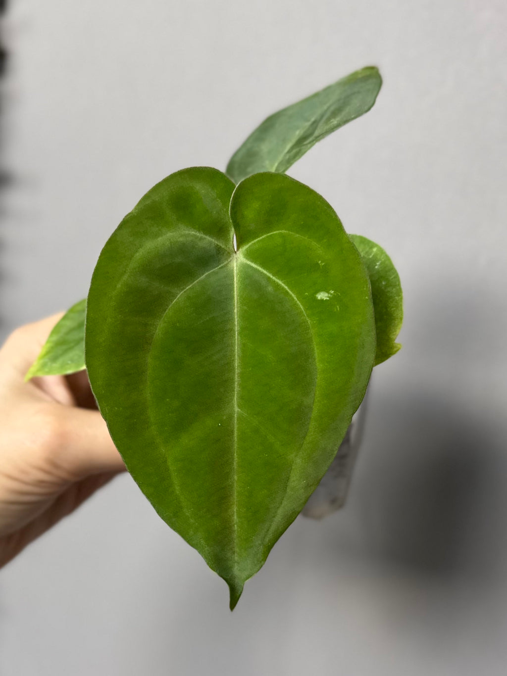 Anthurium Besseae aff. x Papillilaminum