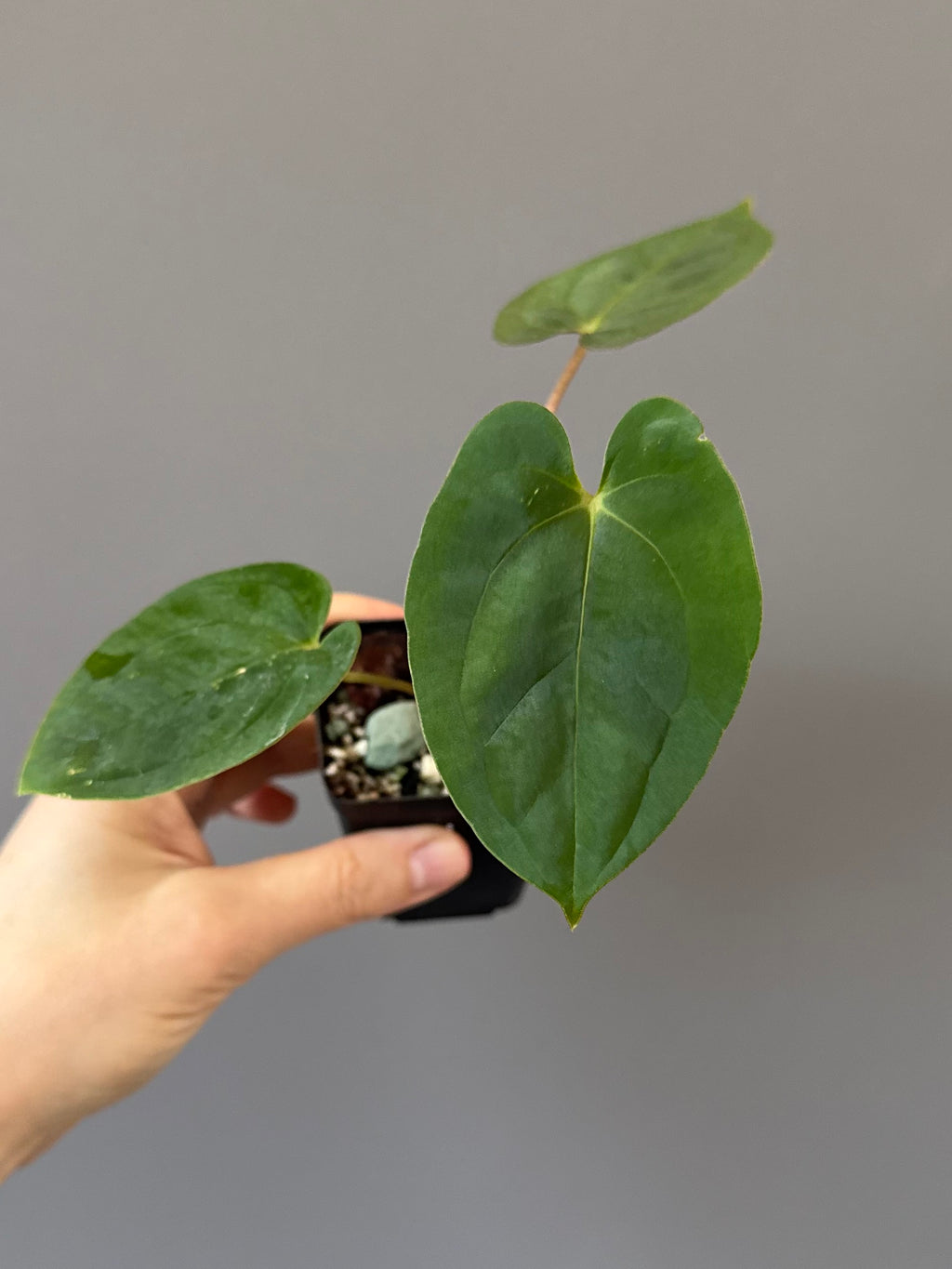 Papillilaminum T6xT7