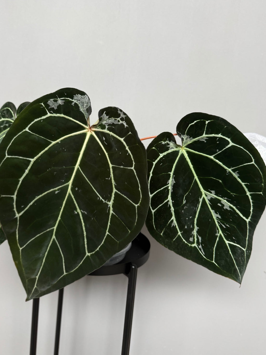 Anthurium (AOS x forgetii) x (NSE Red Crystallinum x carlablackiae)- germinated seeds