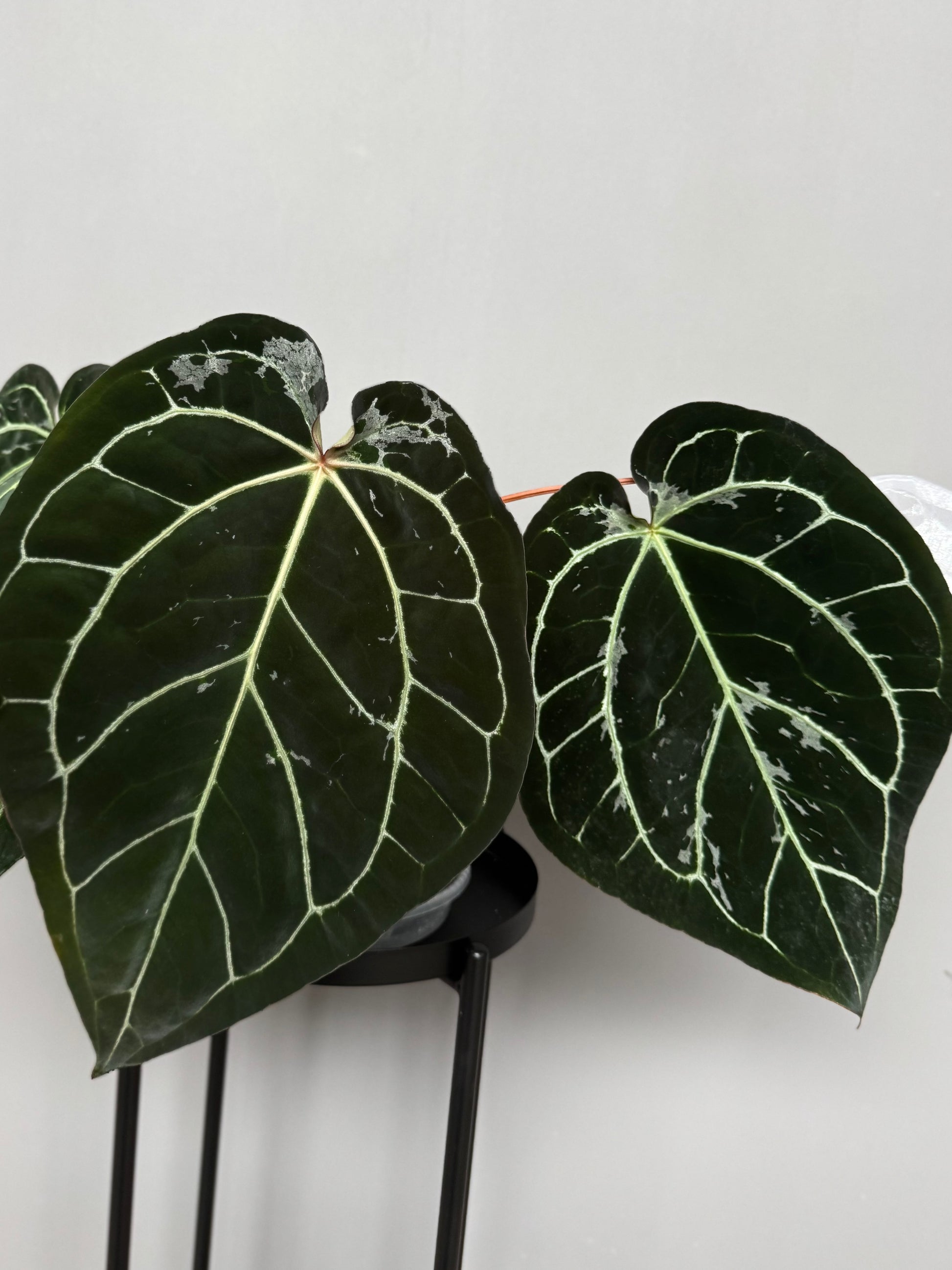 Anthurium (AOS x forgetii) x (NSE Red Crystallinum x carlablackiae)- germinated seeds
