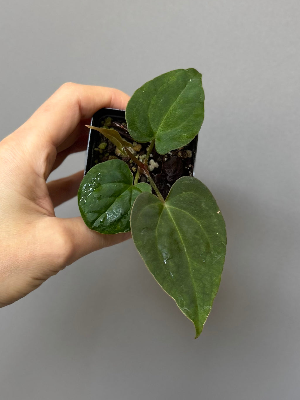 Anthurium Tezula AOS df x BVEP neon (Sarah/botanophile)