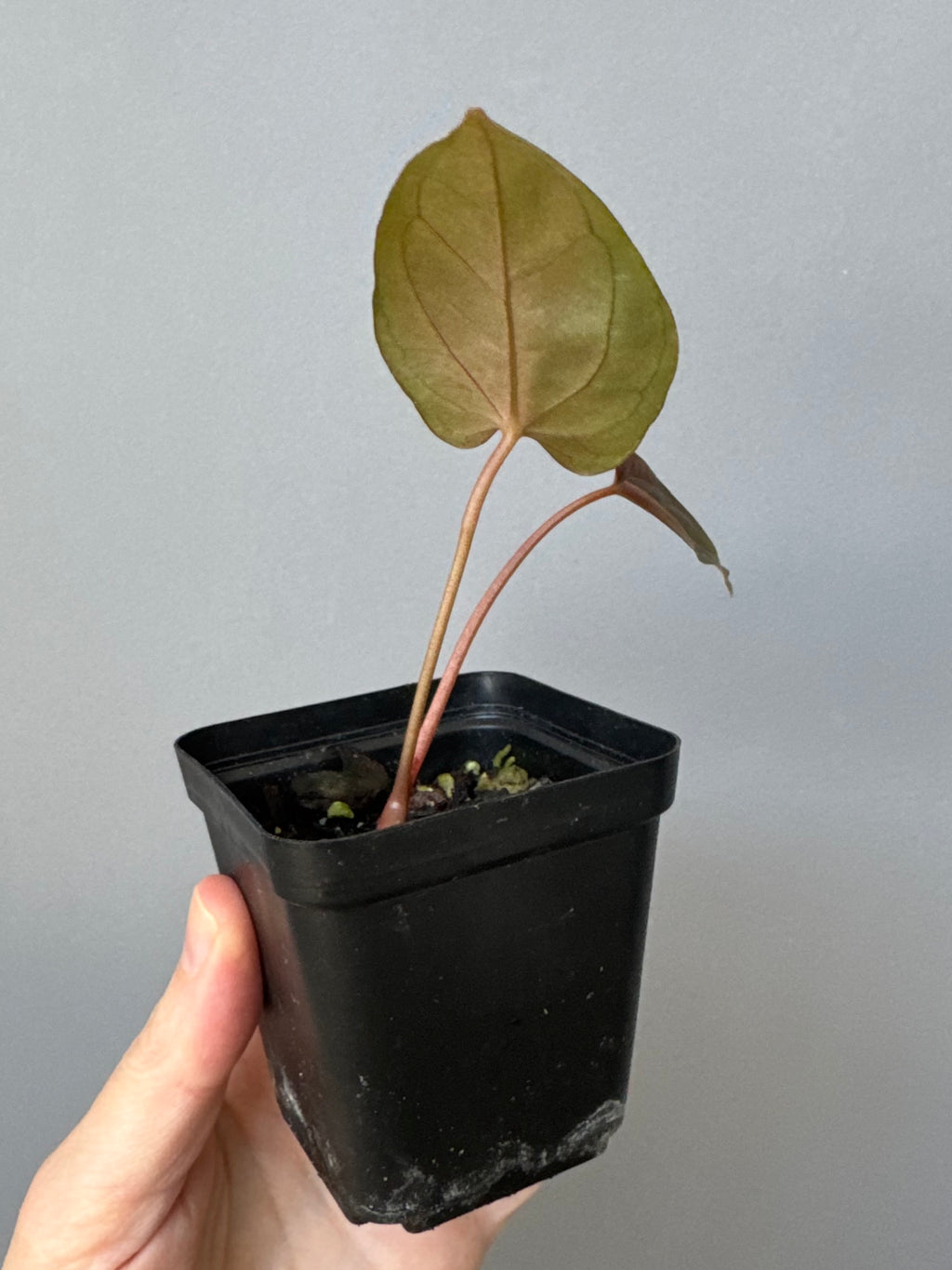 Anthurium Papillilaminum ‘Daniel’ Klon