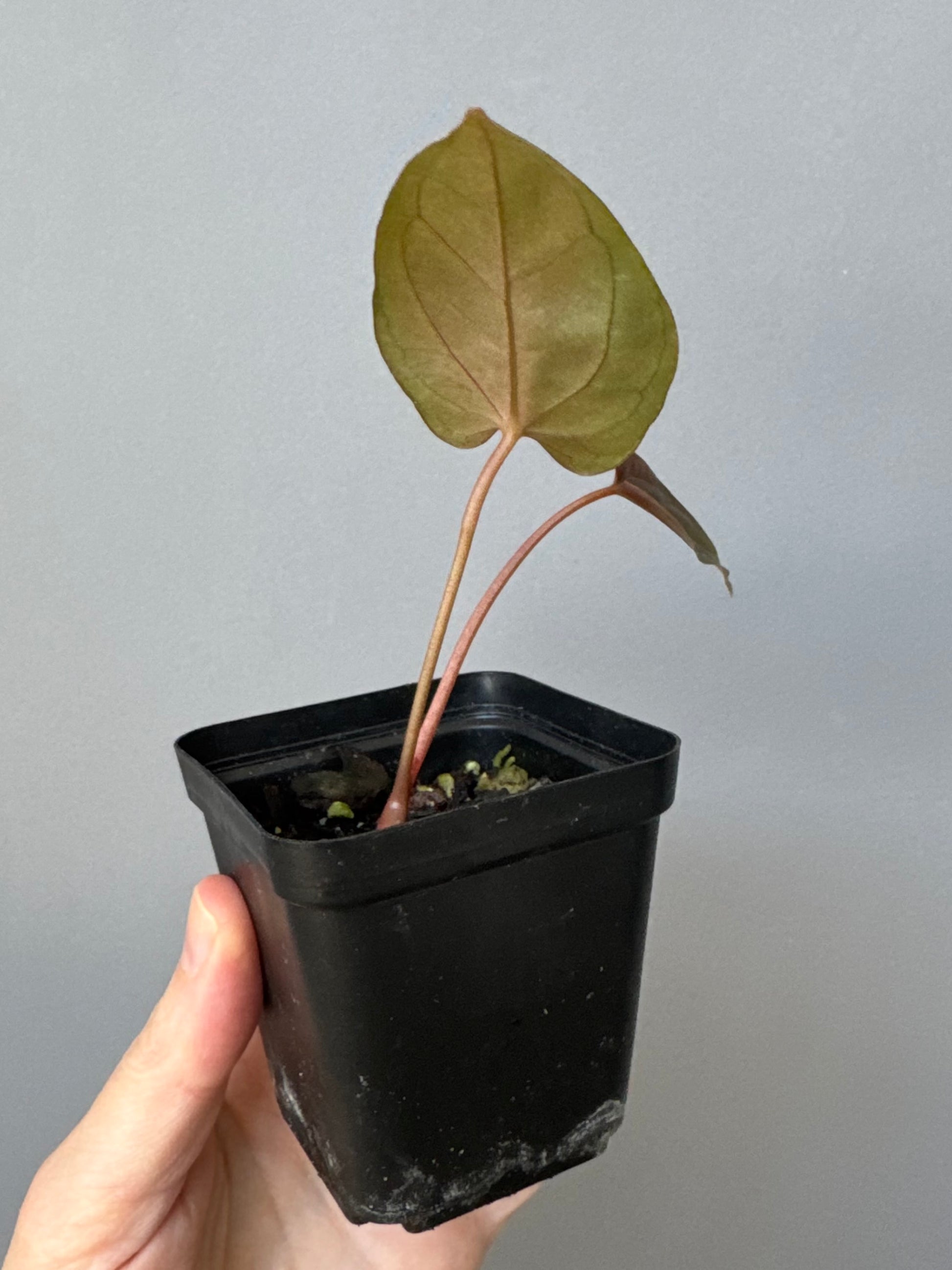 Anthurium Papillilaminum ‘Daniel’ Klon