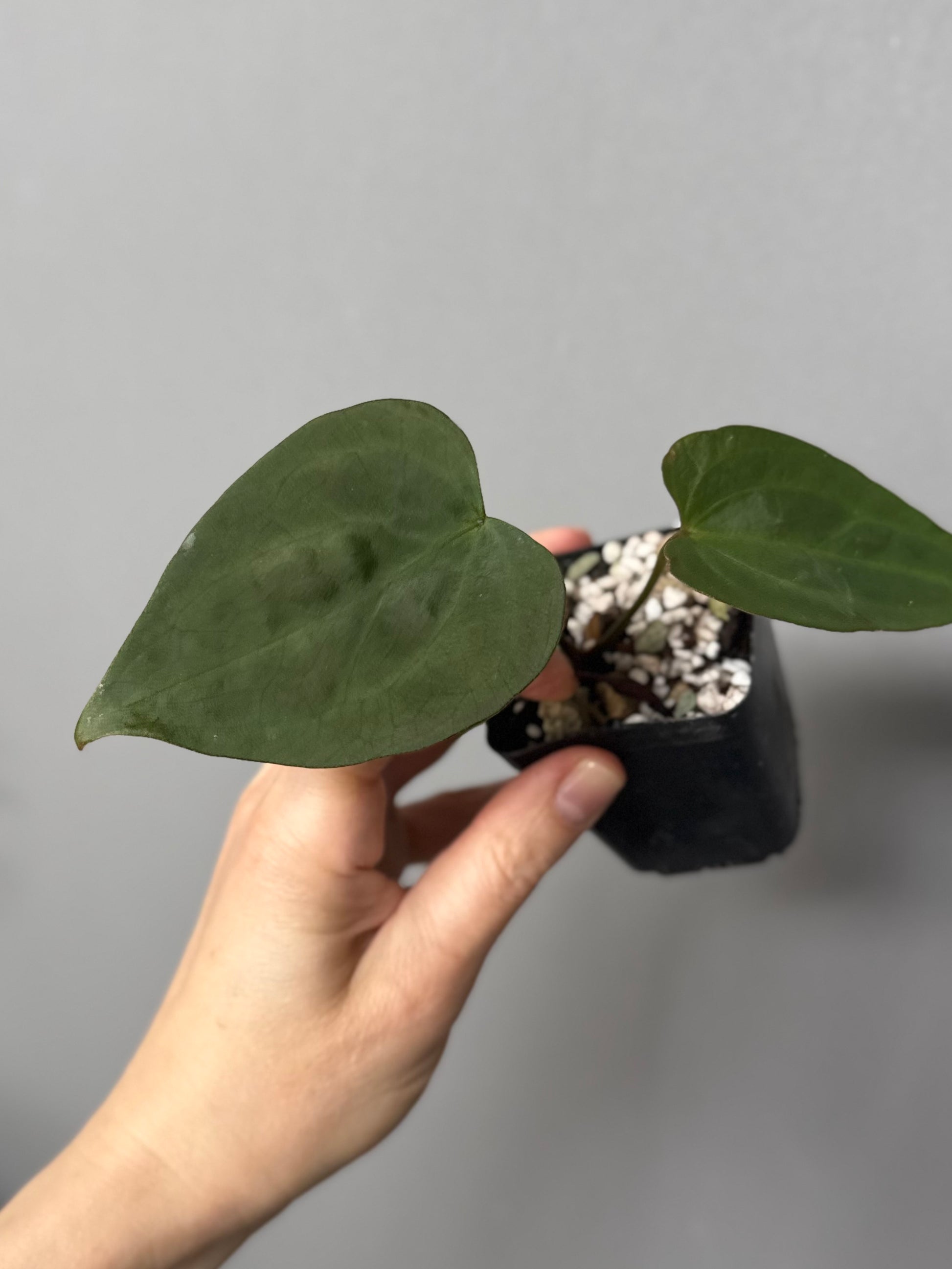Anthurium (Indo Port x KOS) x (KOS x forgetii)