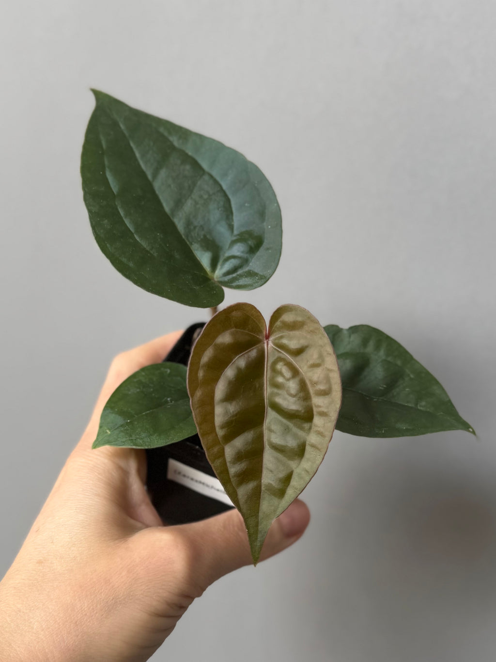 Anthurium ZxM x luxurians
