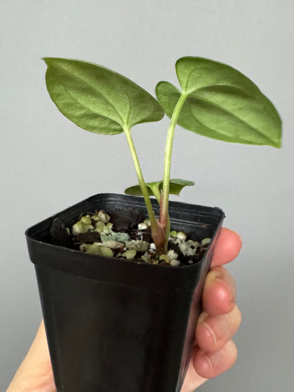 (Midnight Velvet x Red Studd) x NSE CarlaX #2