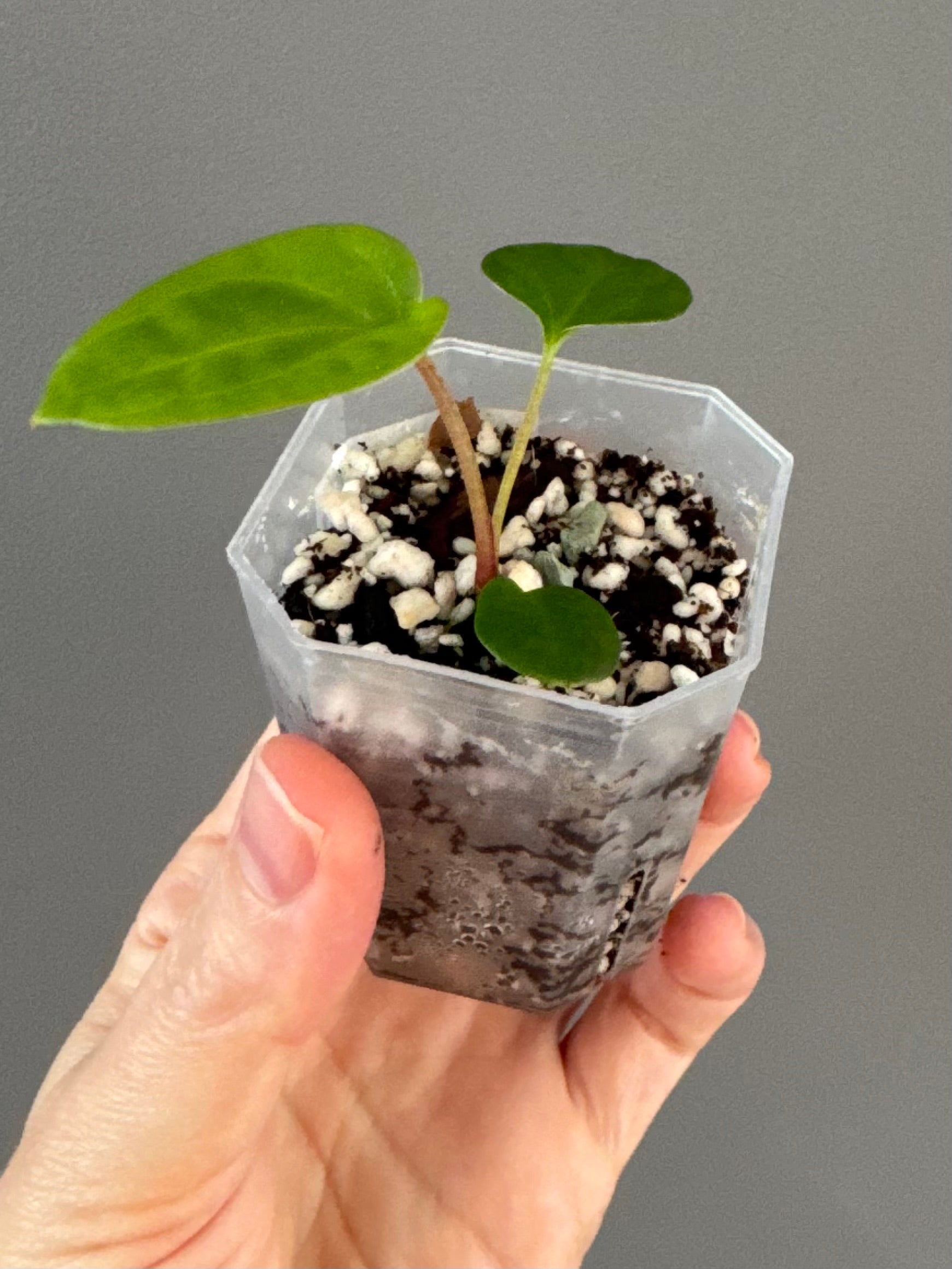 Anthurium NSE Carlablackiae x kunayalense (clone #1)