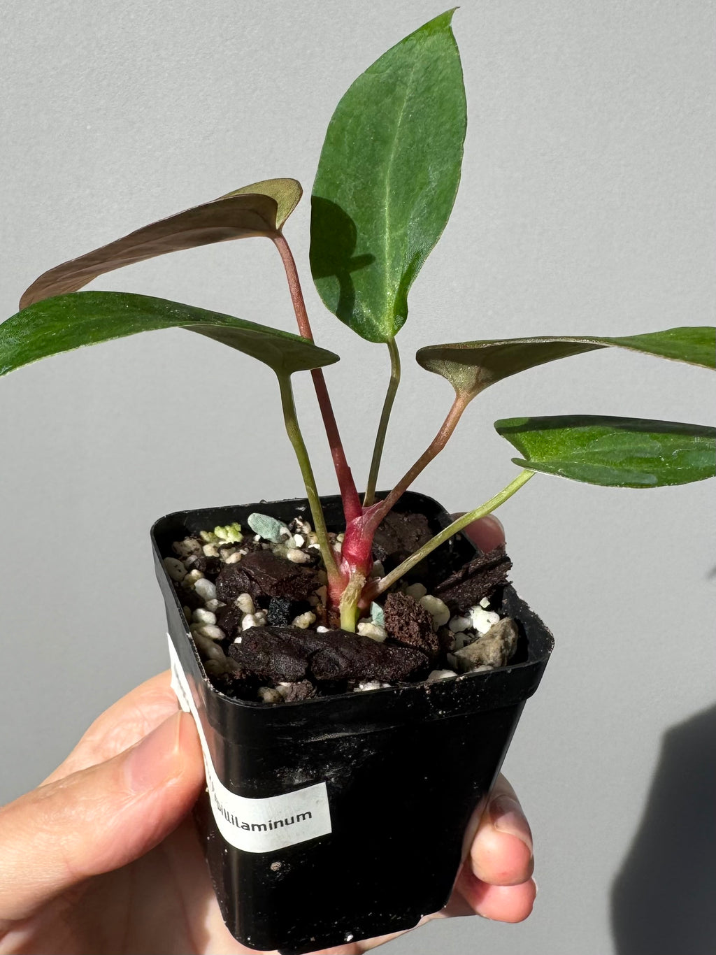 Anthurium (MagCrystal x NoID) x Papillilaminum