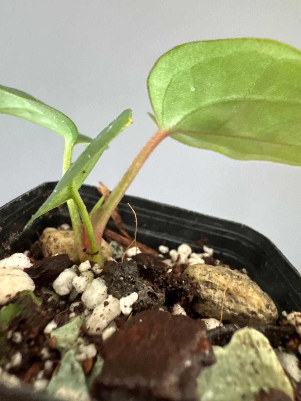 Anthurium ZxM x luxurians
