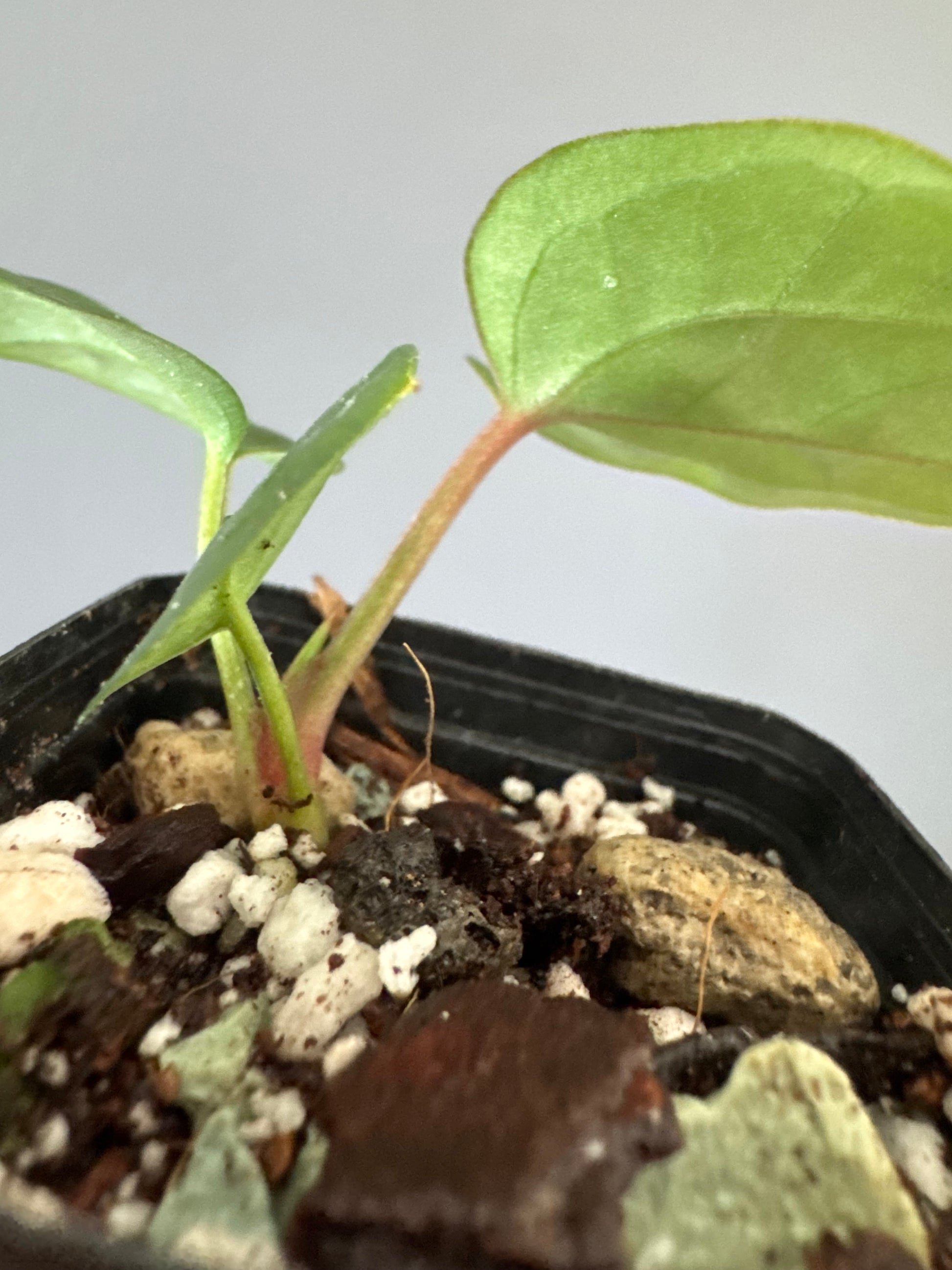 Anthurium ZxM x luxurians