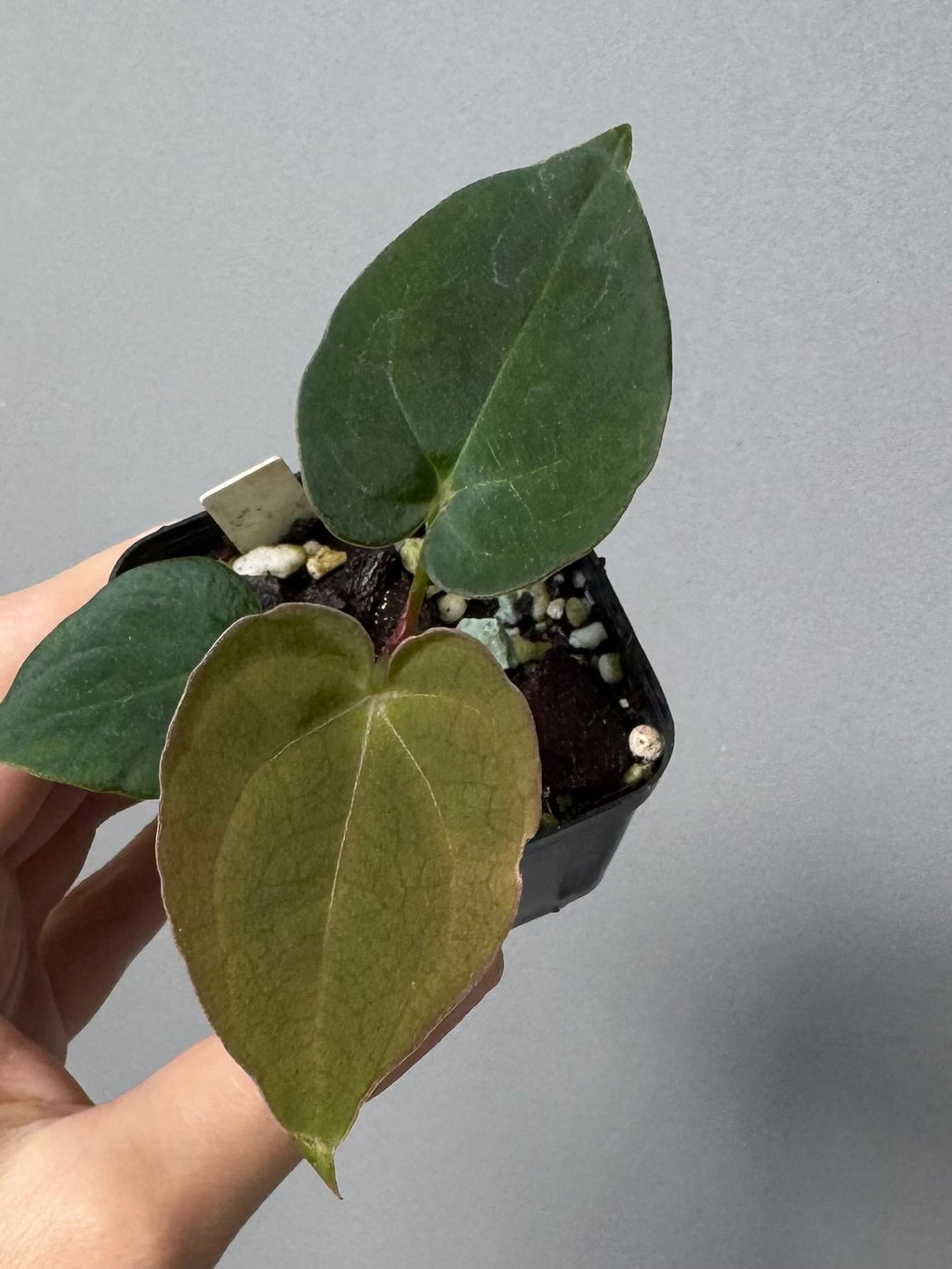 Anthurium Dorayaki x NSE dressleri (Boram / green.hues_)