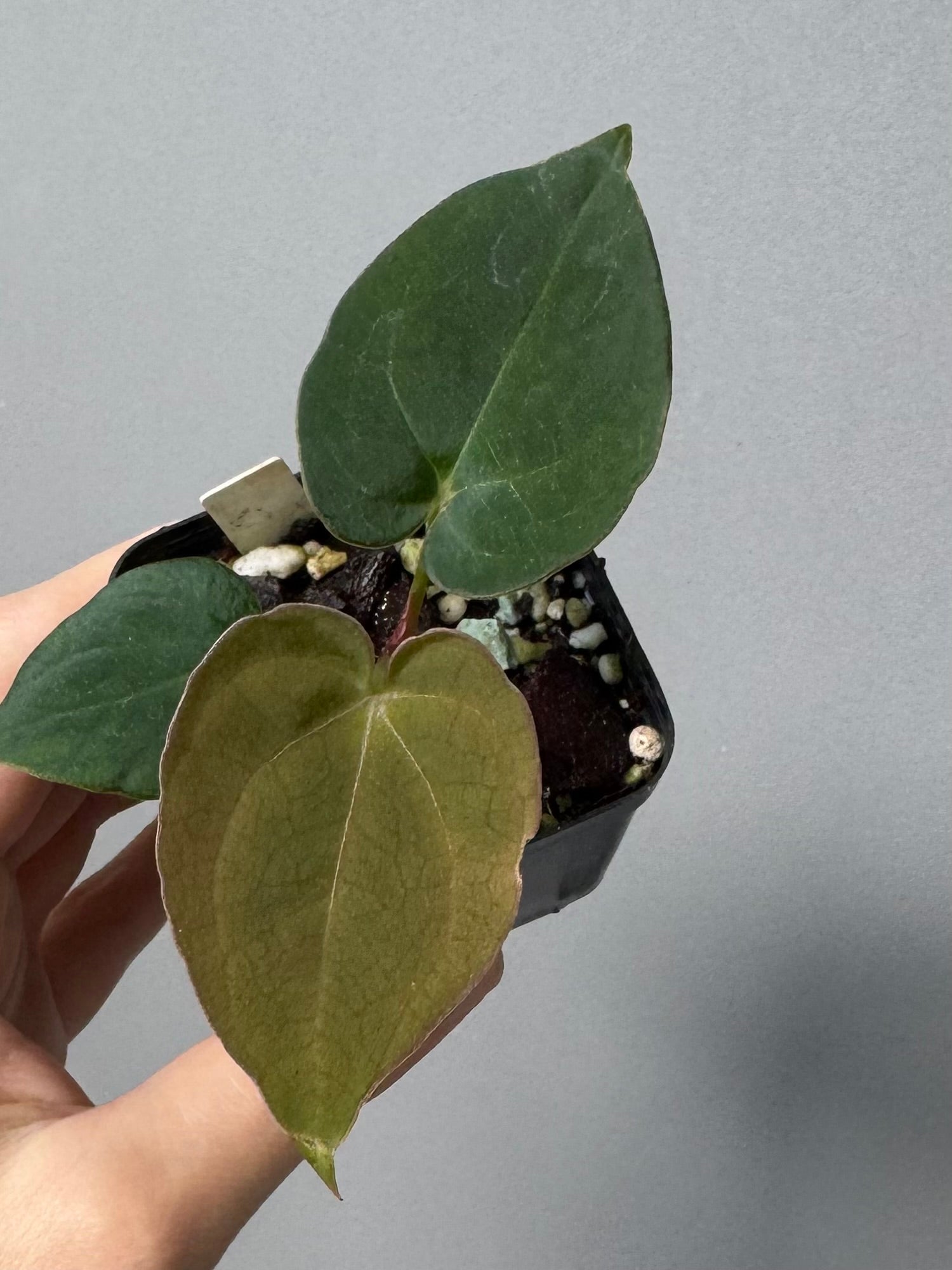 Anthurium Dorayaki x NSE dressleri (Boram / green.hues_)