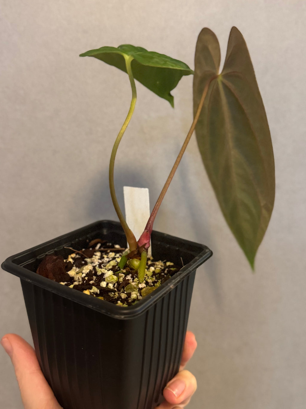 Anthurium Dark Phoenix xself