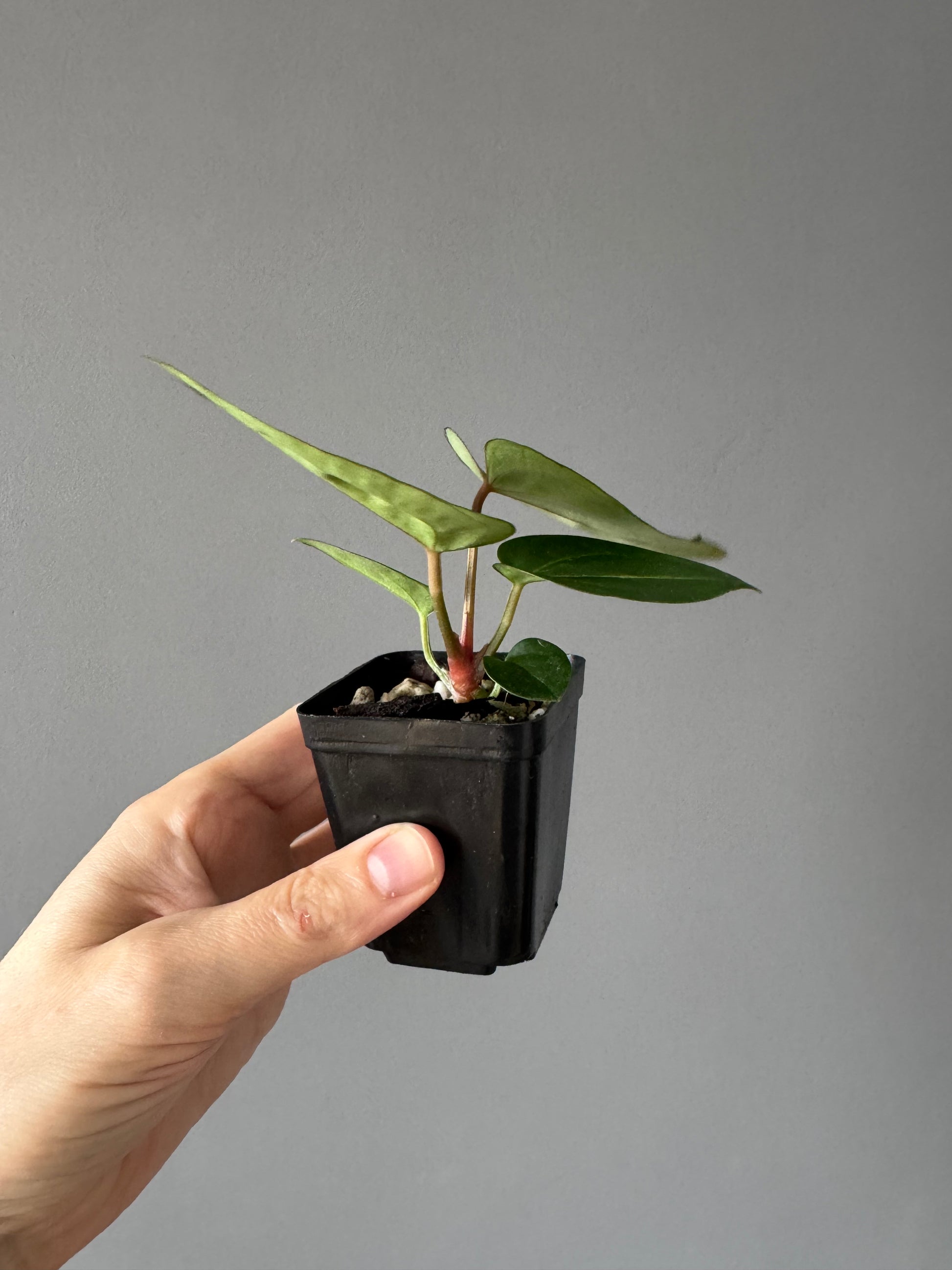 Anthurium crystallinum x (NSE Red Crystallinum x Carlablackiae)