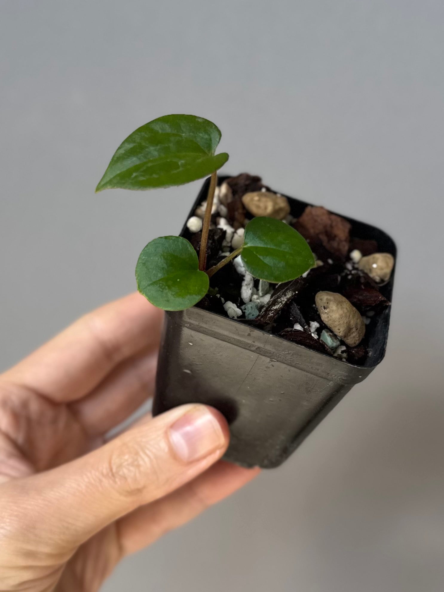 Anthurium RVDP - Red Vein Dark Phoenix - clone