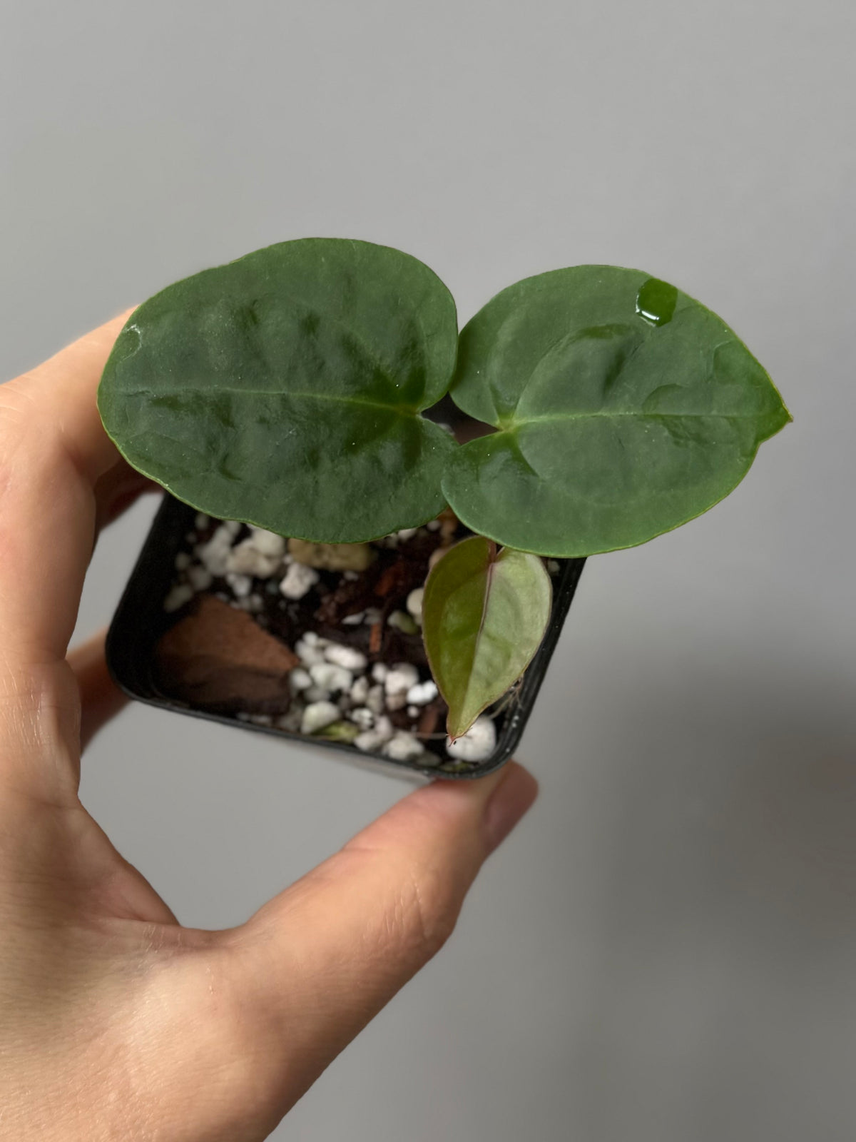 Anthurium ‚Bloodmoon‘ clone