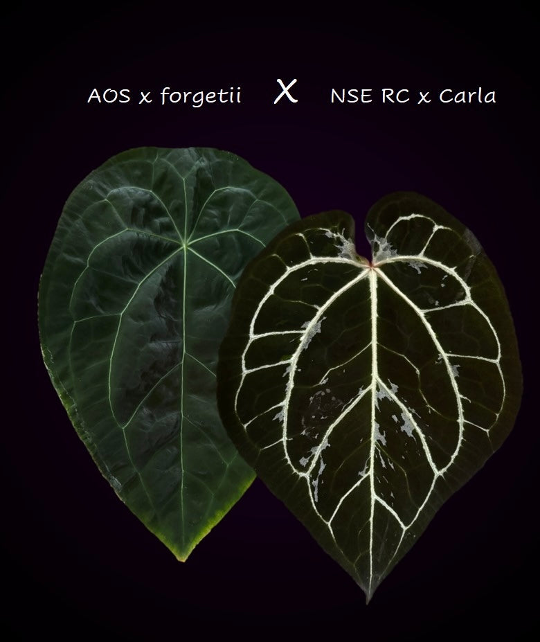 Anthurium (AOS x forgetii) x (NSE Red Crystallinum x carlablackiae)- germinated seeds