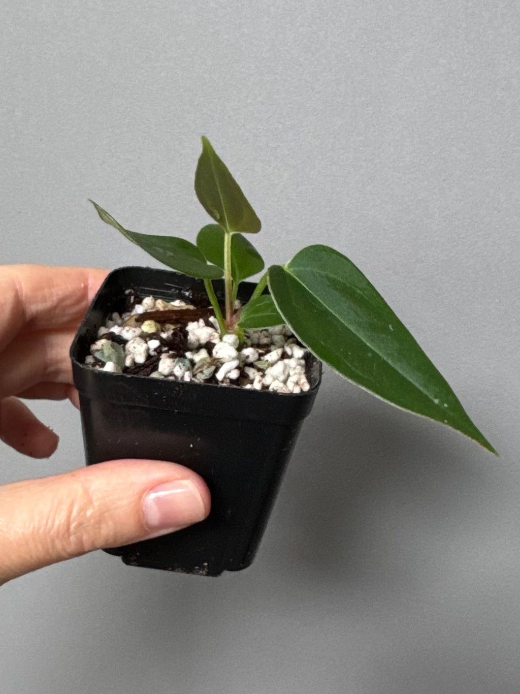 Anthurium (CrystallimumX x Indo portillae) x (DH x RVC)