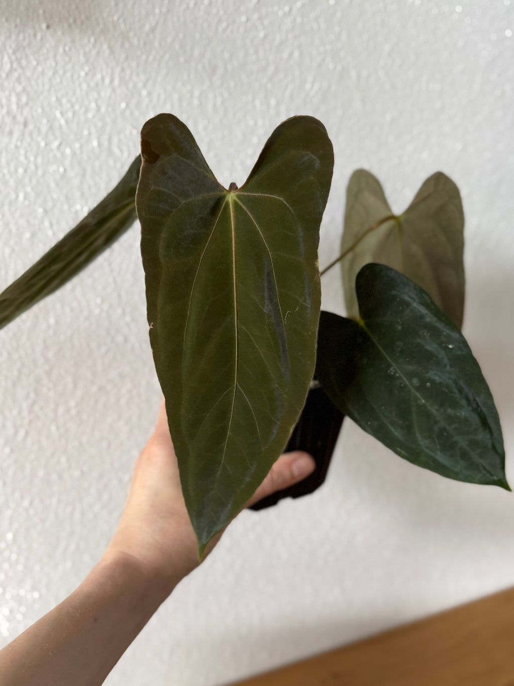 Anthurium papillilaminum ‚Fort Sherman‘ Klon