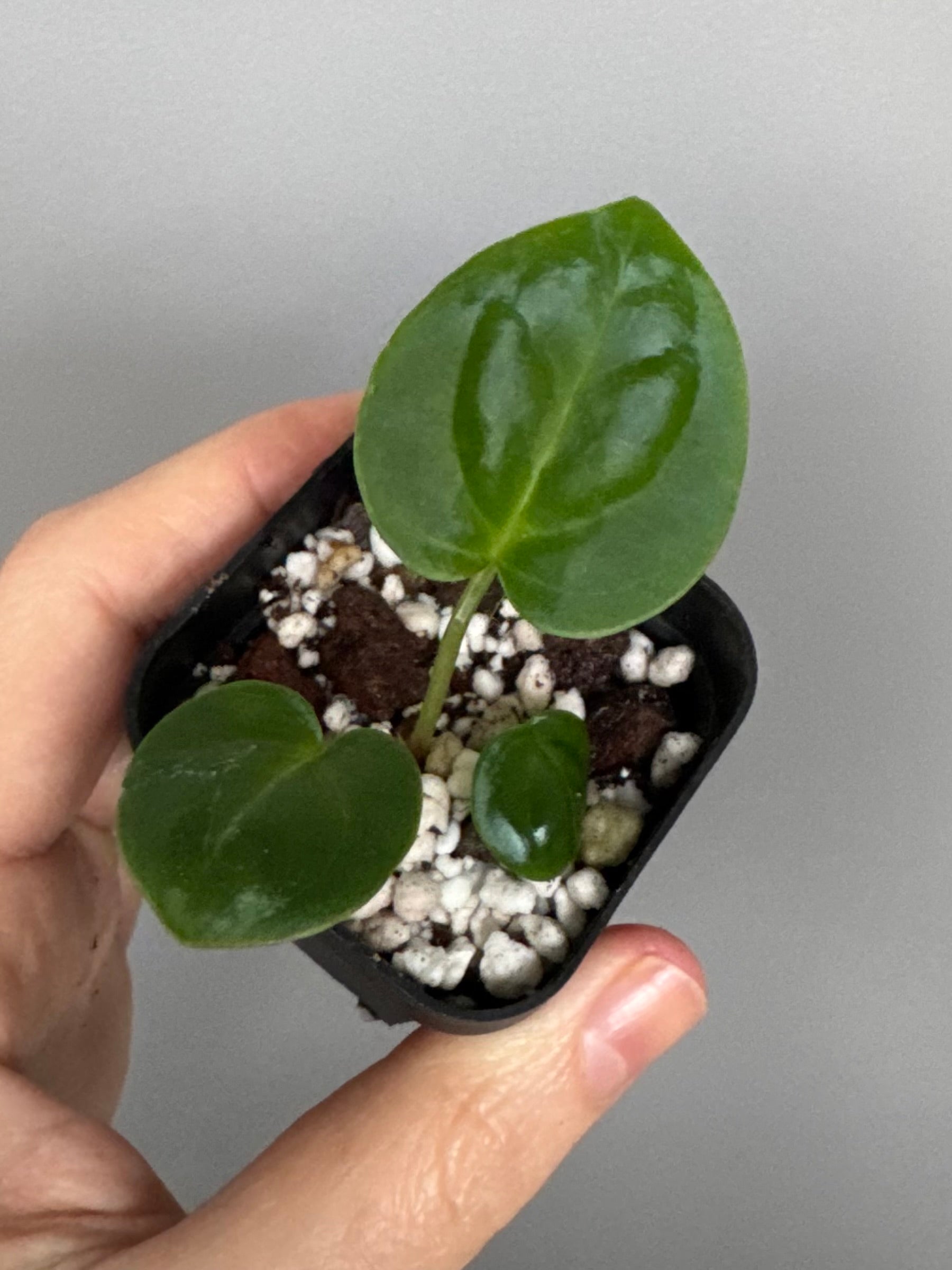 Forgetii Hybrid x  (AOS x Carlablackiae)