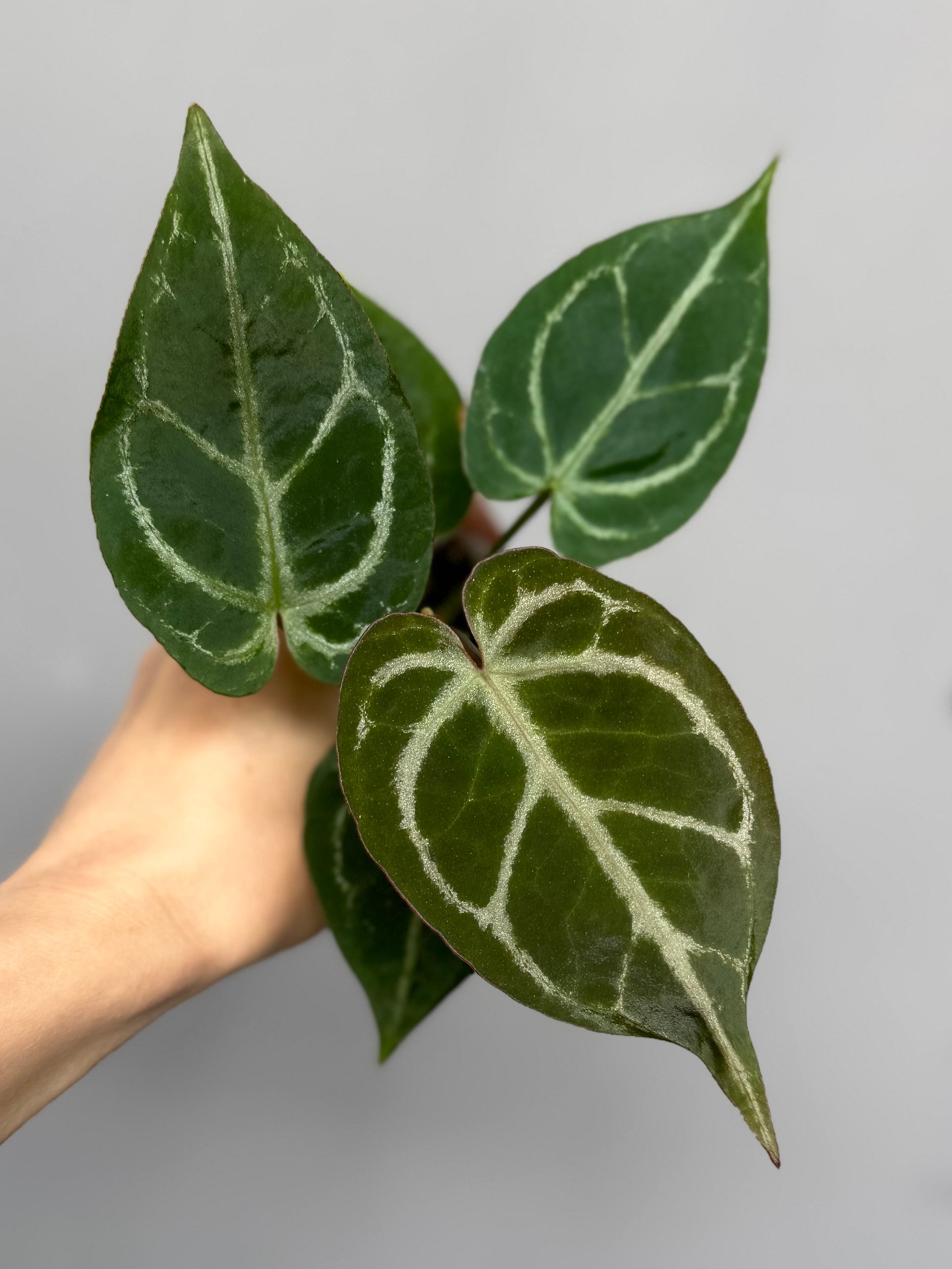 Anthurium ((magnificum x crystallinum) x NoID) XM - Plant A