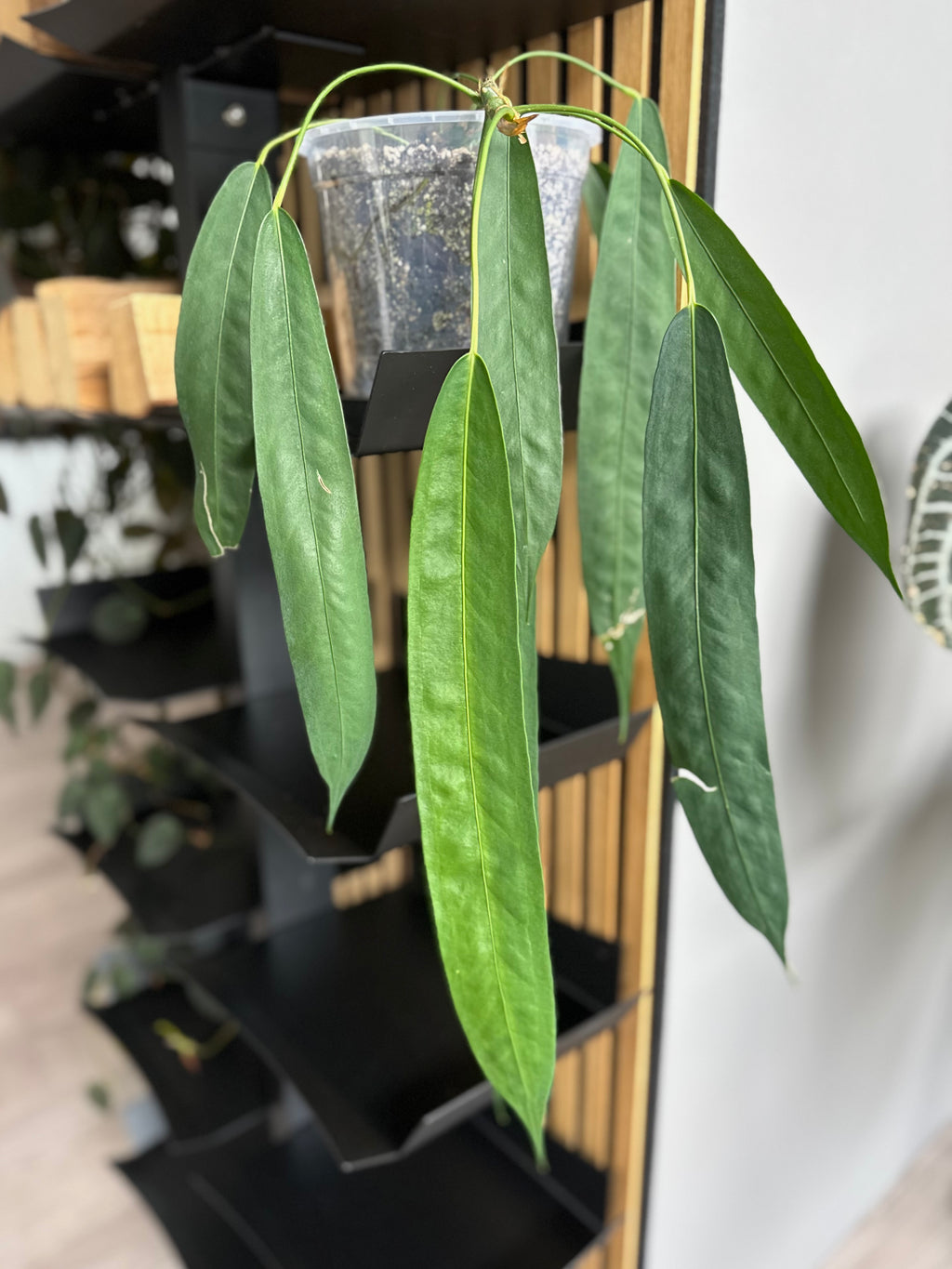 Anthurium wendlingeri