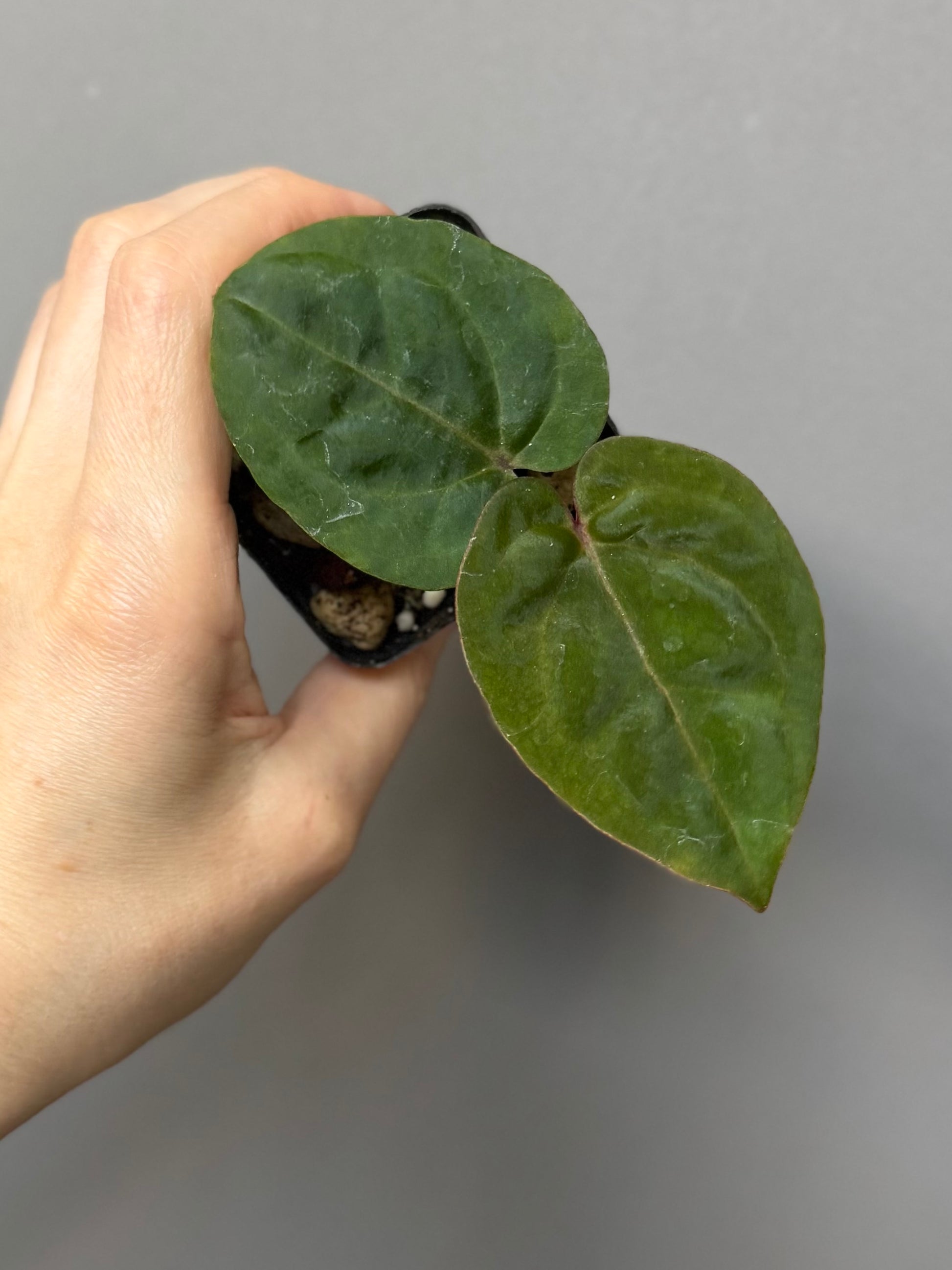 Anthurium ‚Bloodmoon‘ Klon