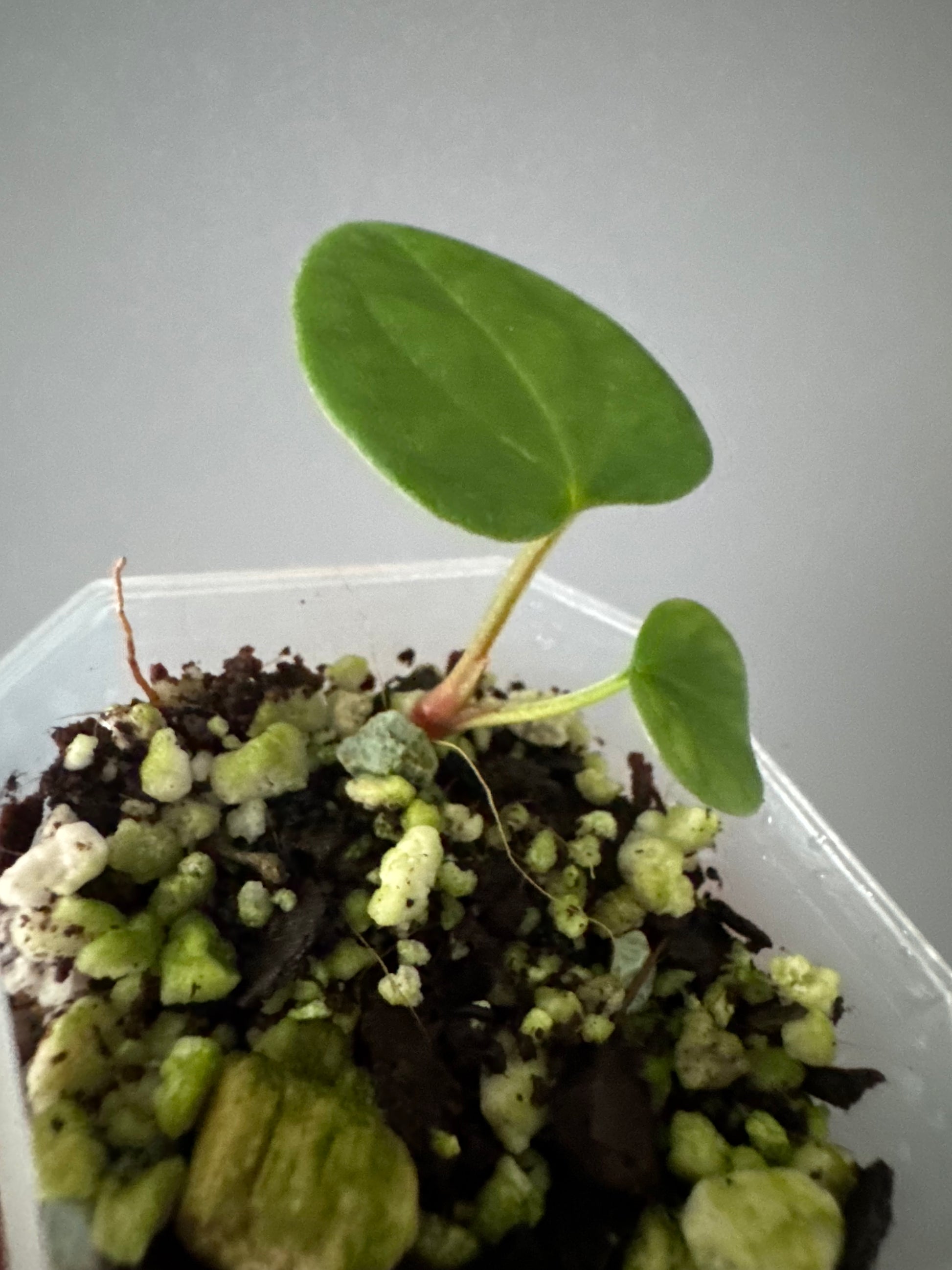 Anthurium RG dressleri x Carlablackiae District