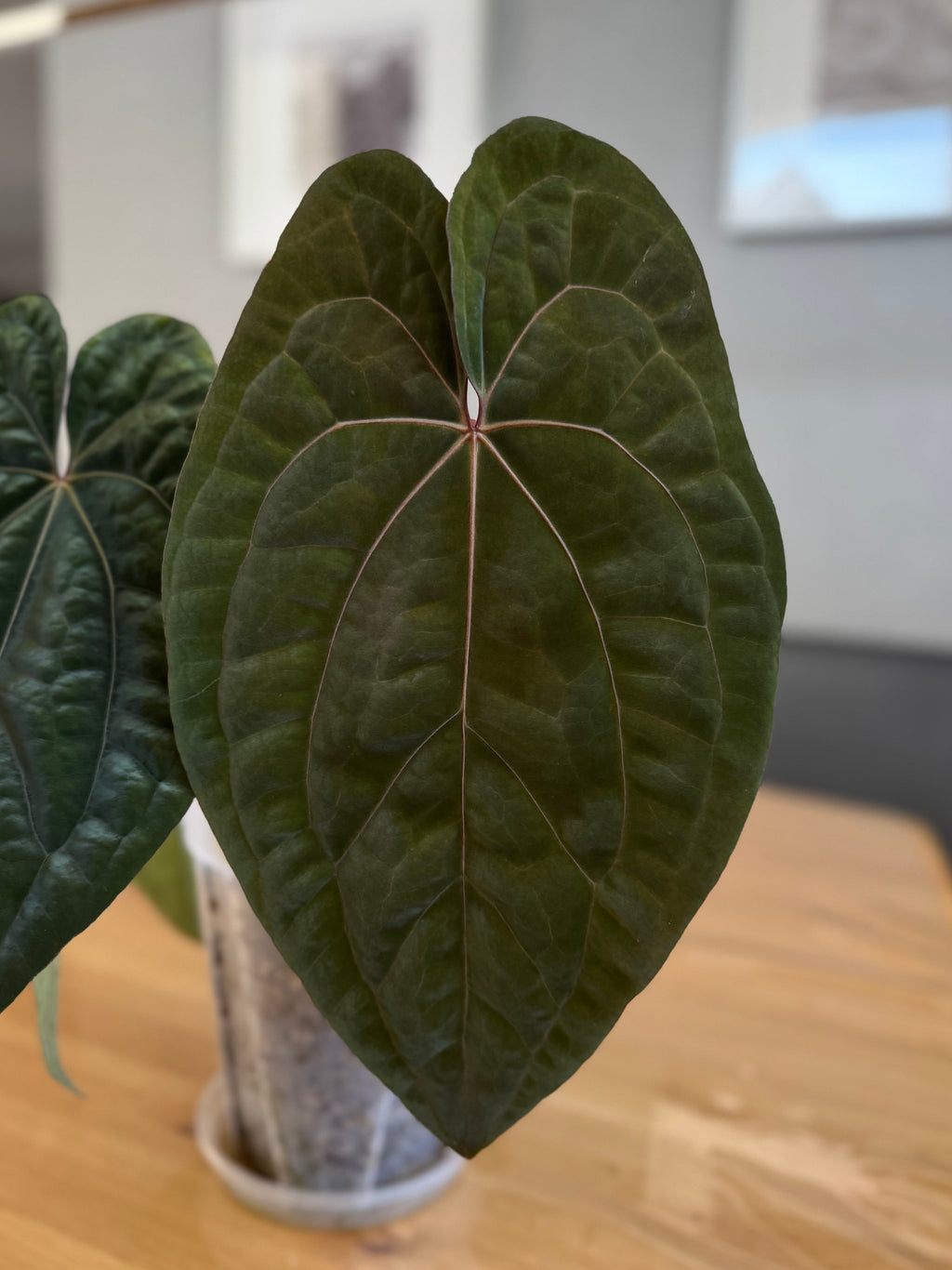 Anthurium RVDP - Red Vein Dark Phoenix - Klon