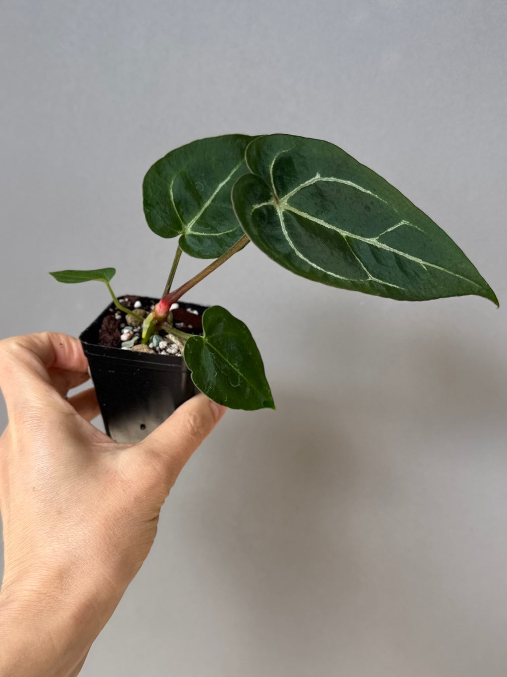 Anthurium crystallinum x (NSE Red Crystallinum x Carlablackiae)