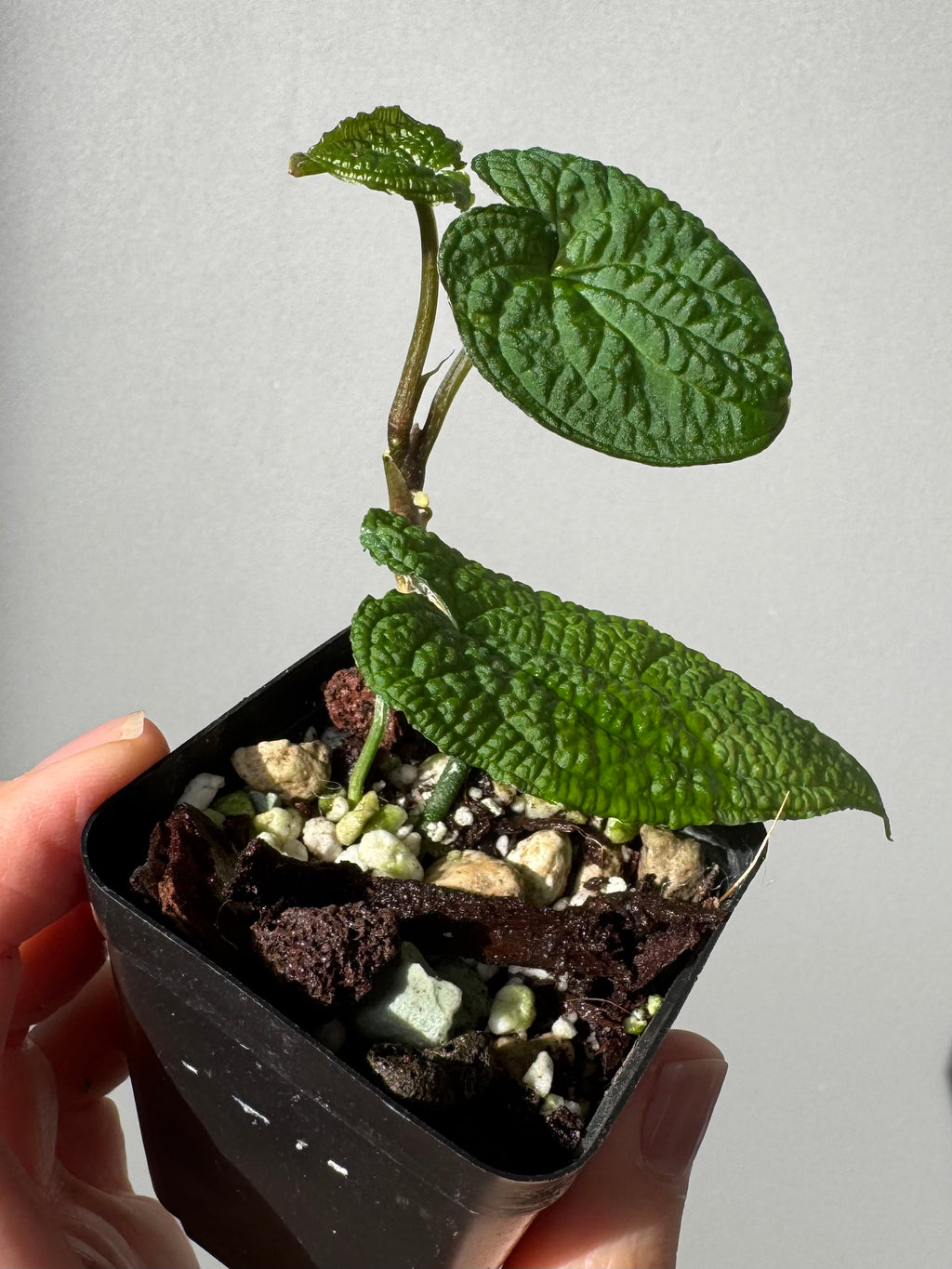 Anthurium clidemioides